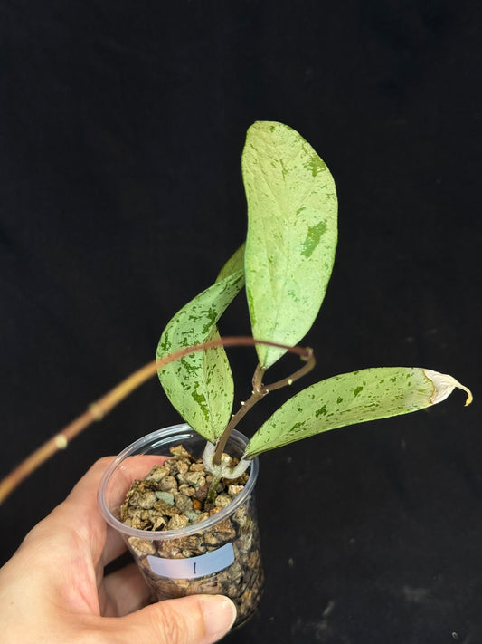 UNICORN🦄! Hoya snowman (#1), rare