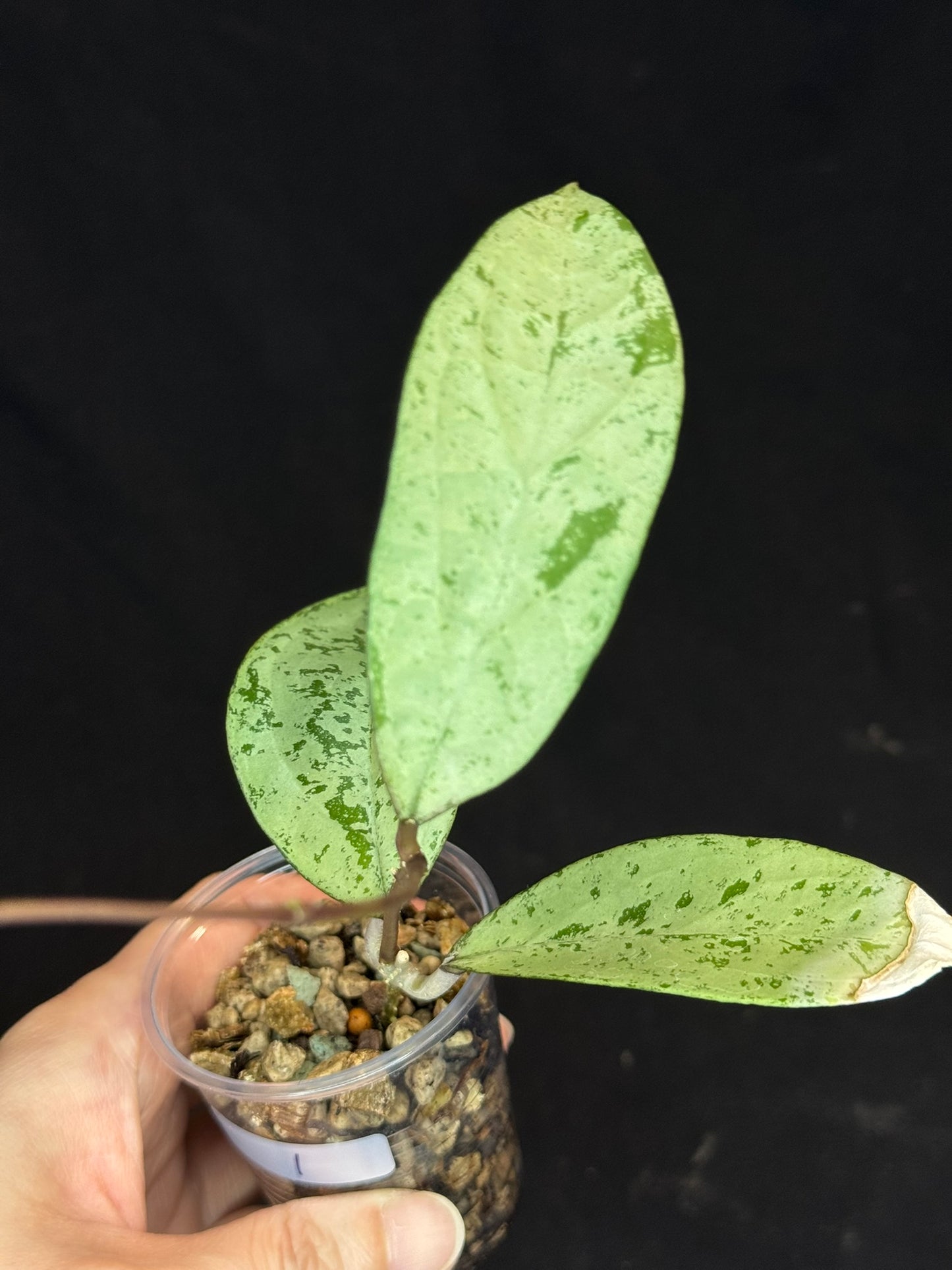 UNICORN🦄! Hoya snowman (#1), rare