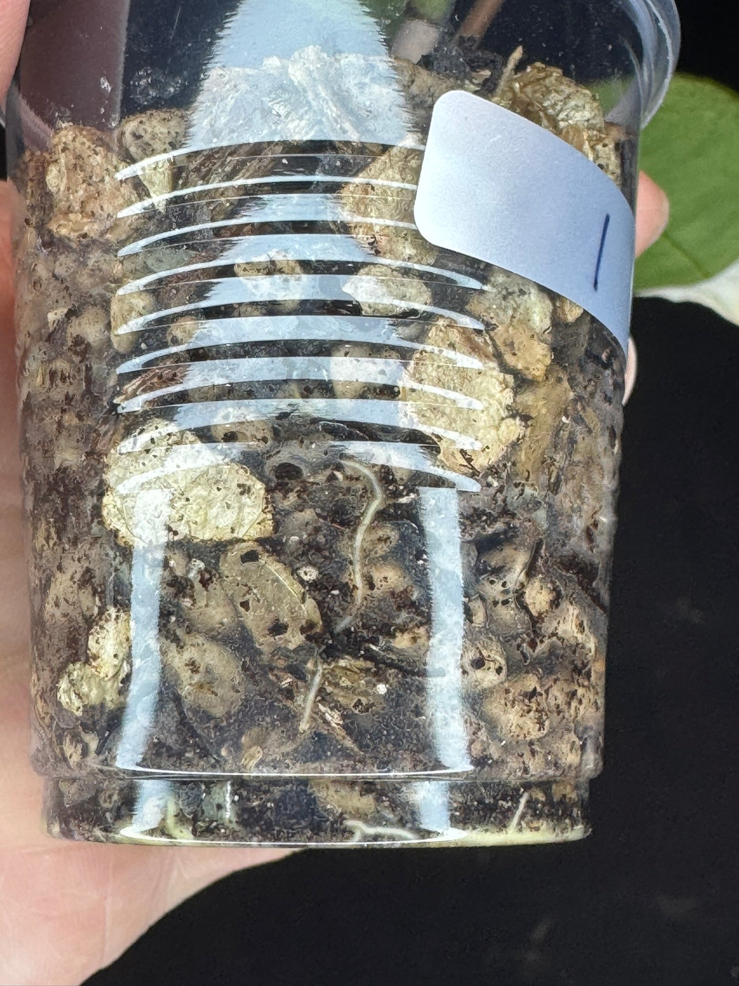 UNICORN🦄! Hoya snowman (#1), rare