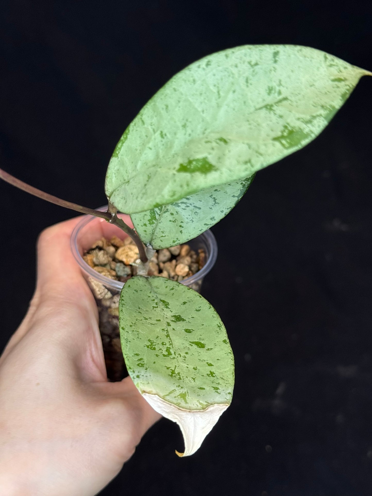 UNICORN🦄! Hoya snowman (#1), rare