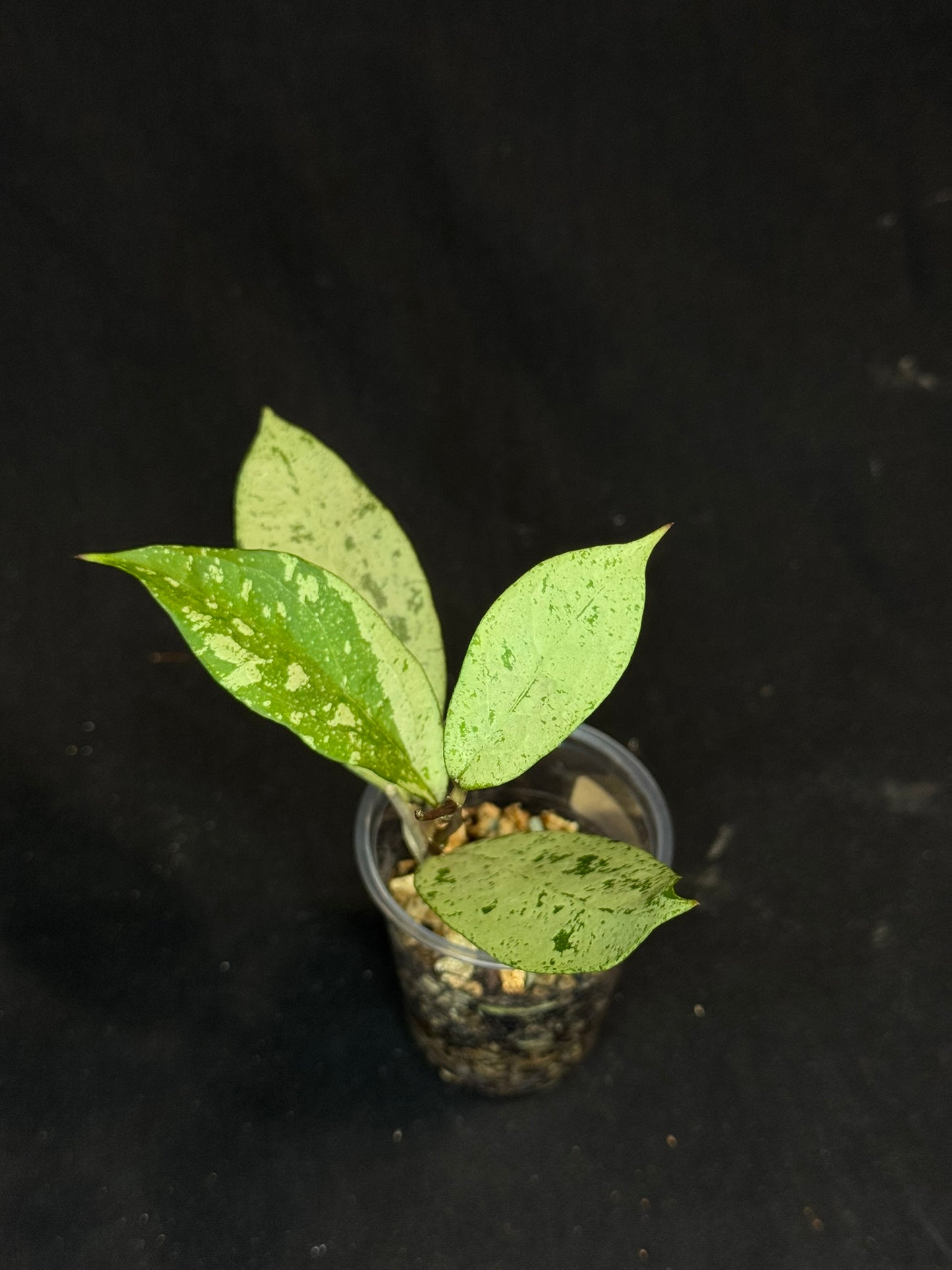 UNICORN🦄! Hoya snowman (#2), rare