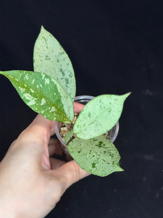 UNICORN🦄! Hoya snowman (#2), rare