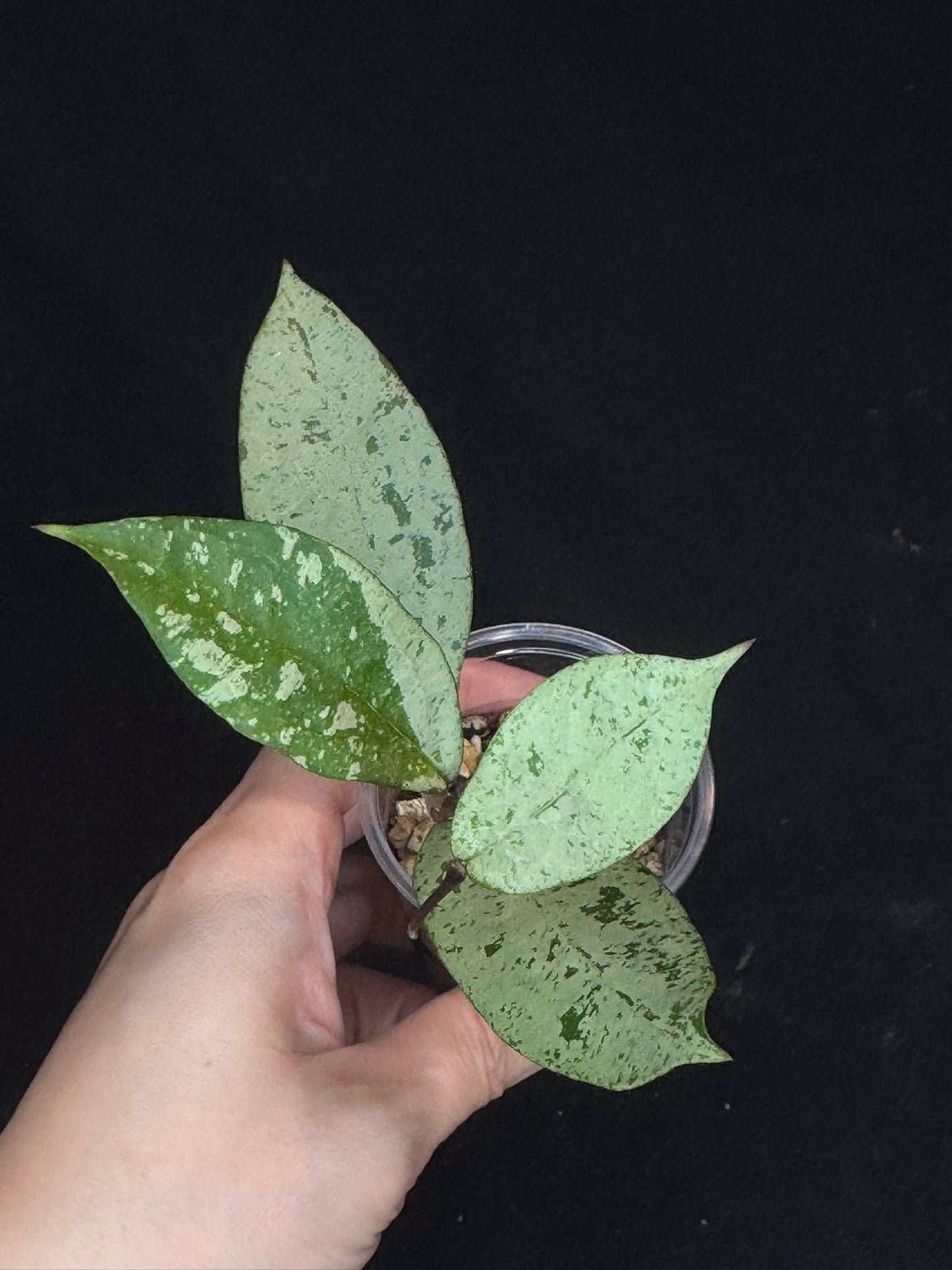 UNICORN🦄! Hoya snowman (#2), rare