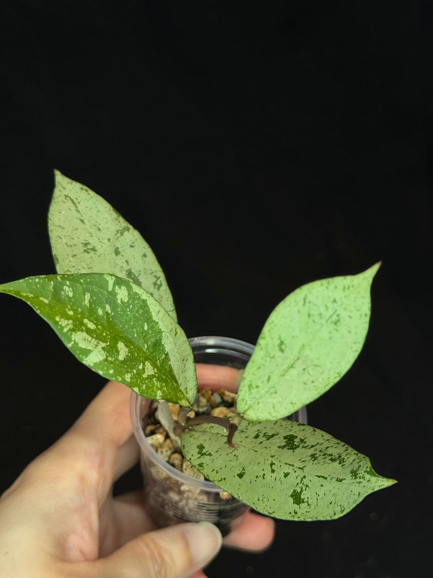 UNICORN🦄! Hoya snowman (#2), rare