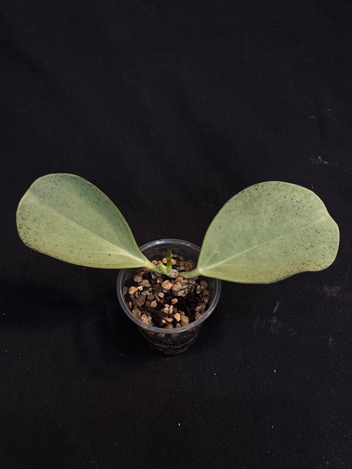 UNICORN🦄! Hoya pachyclada silver, new growth, super rare (Upgrade Shipping is recommended)