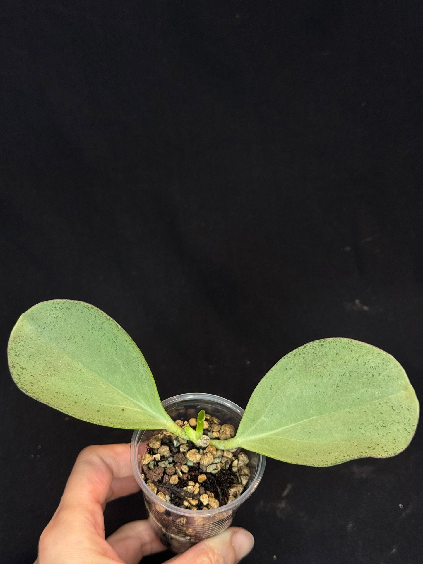 UNICORN🦄! Hoya pachyclada silver, new growth, super rare (Upgrade Shipping is recommended)