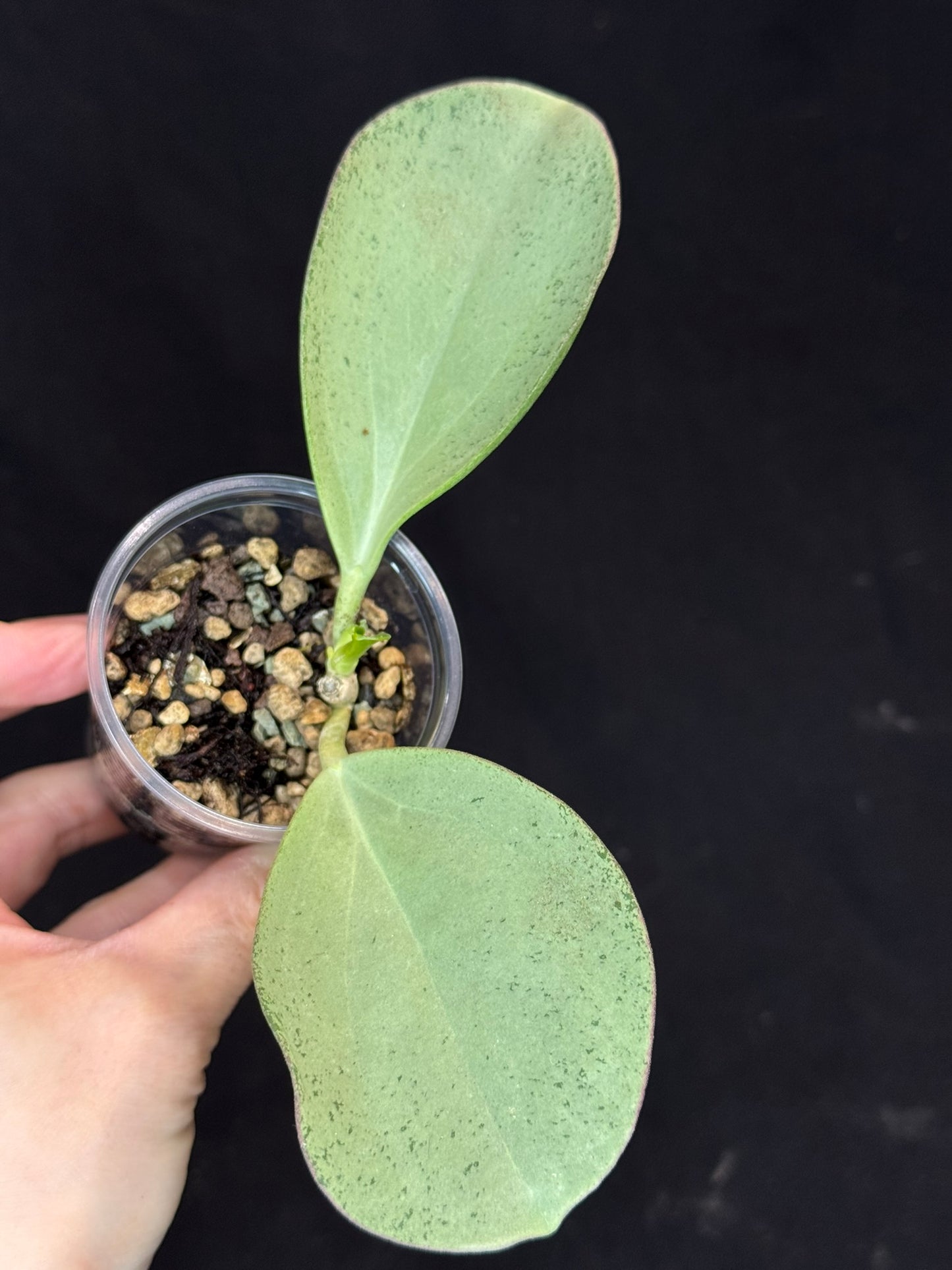 UNICORN🦄! Hoya pachyclada silver, new growth, super rare (Upgrade Shipping is recommended)