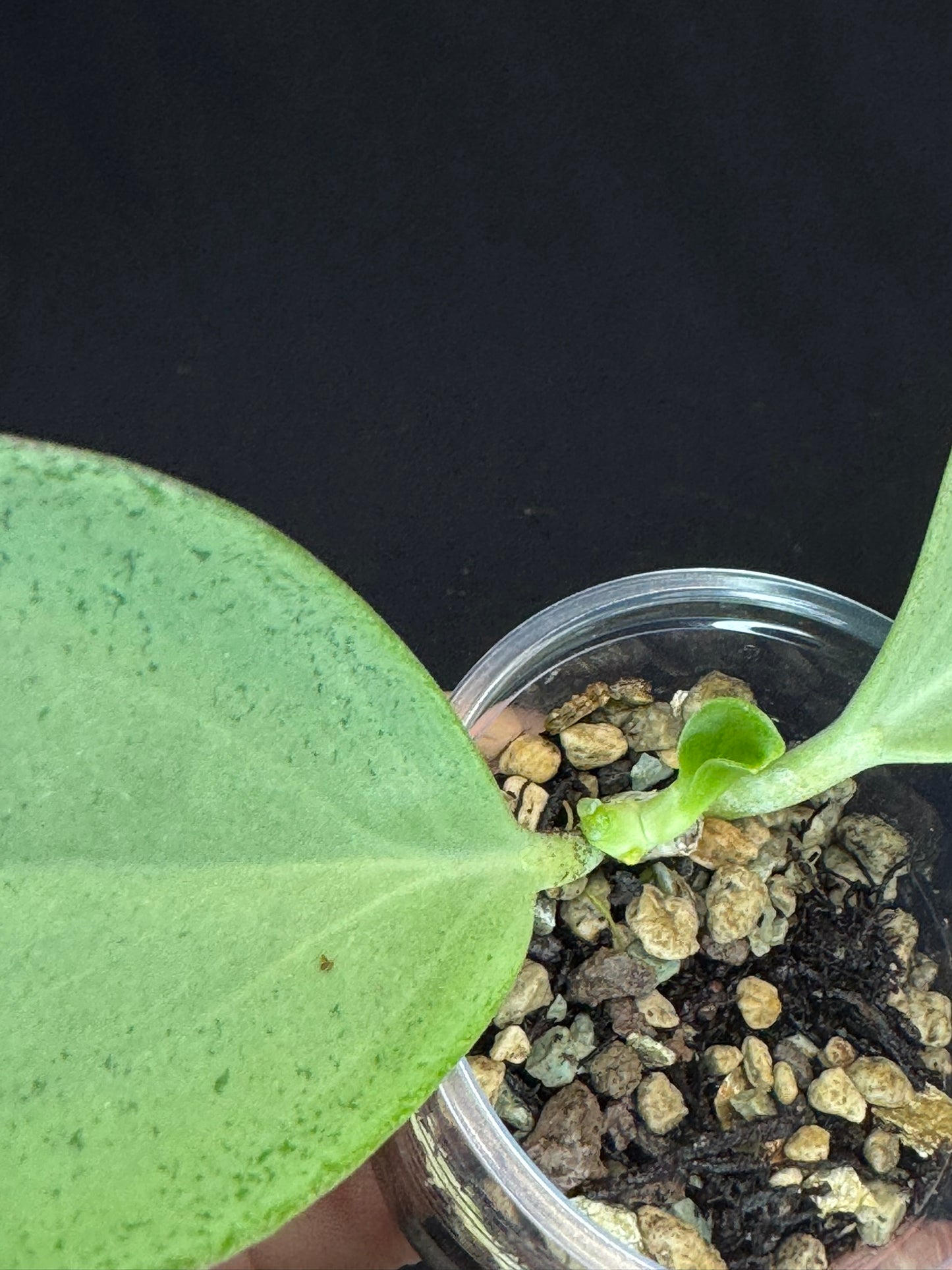 UNICORN🦄! Hoya pachyclada silver, new growth, super rare (Upgrade Shipping is recommended)