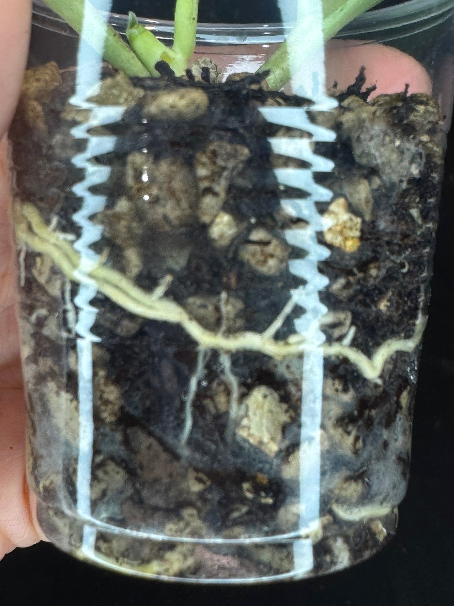 UNICORN🦄! Hoya pachyclada silver, new growth, super rare (Upgrade Shipping is recommended)