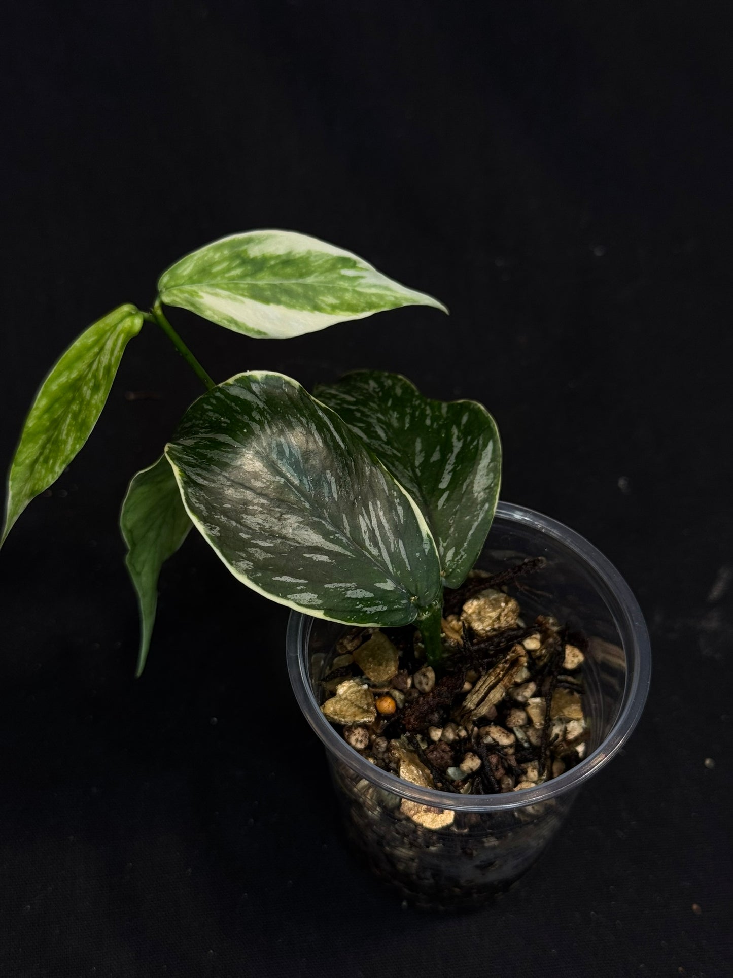 Hoya polyneura Jasminka (albo+splash), rare and beautiful variegation and splash