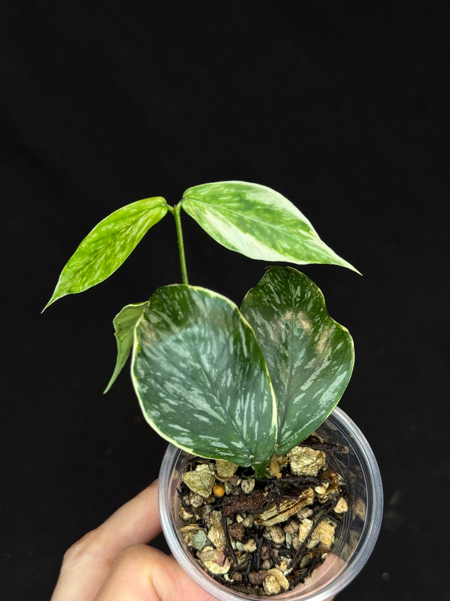 Hoya polyneura Jasminka (albo+splash), rare and beautiful variegation and splash