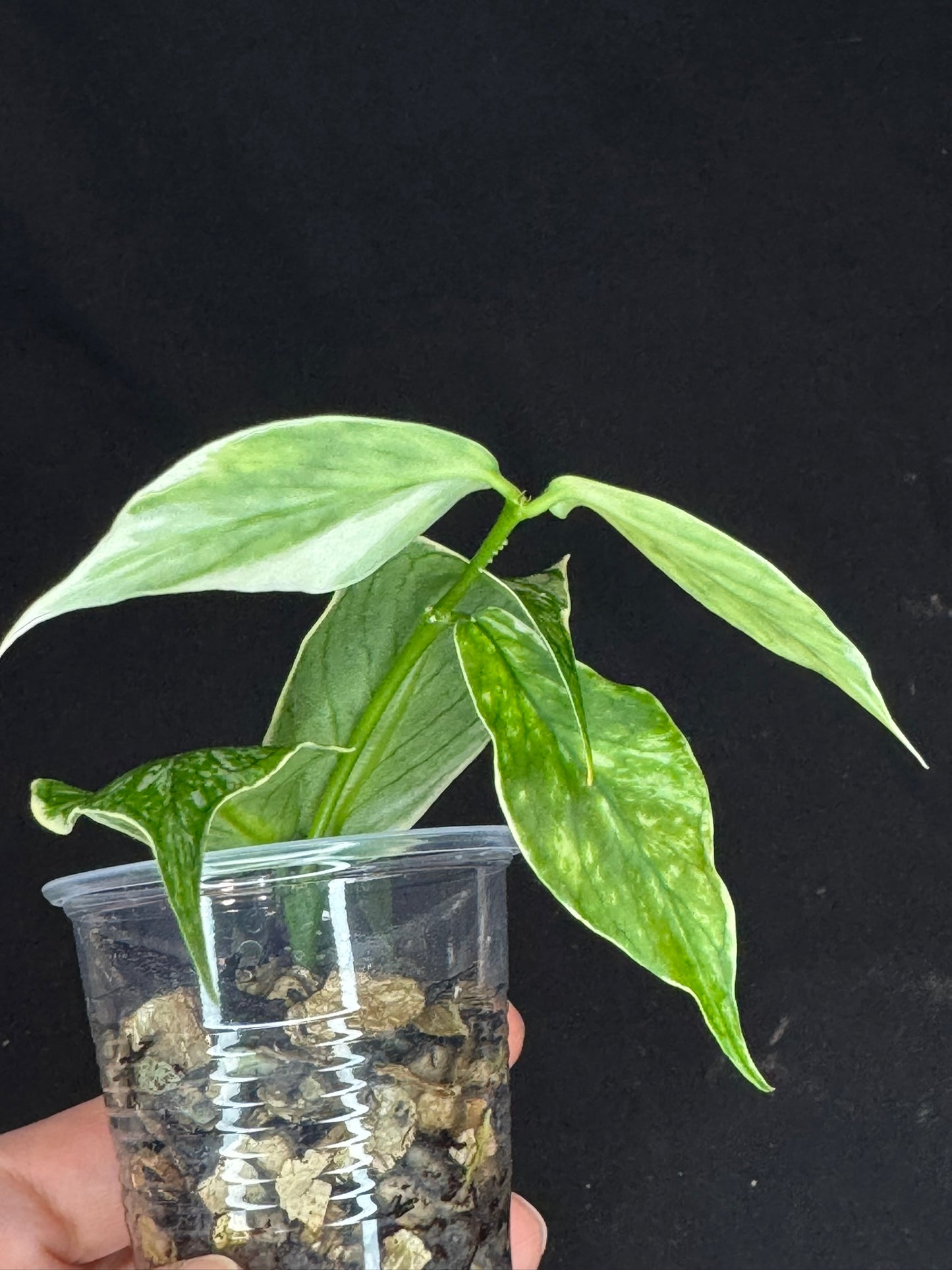 Hoya polyneura Jasminka (albo+splash), rare and beautiful variegation and splash