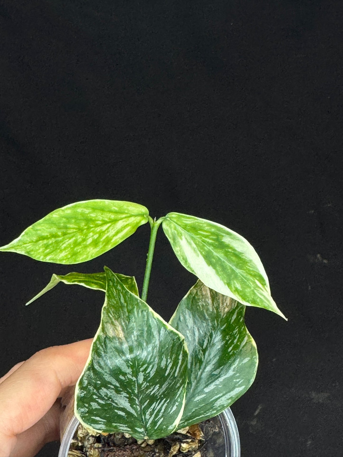 Hoya polyneura Jasminka (albo+splash), rare and beautiful variegation and splash