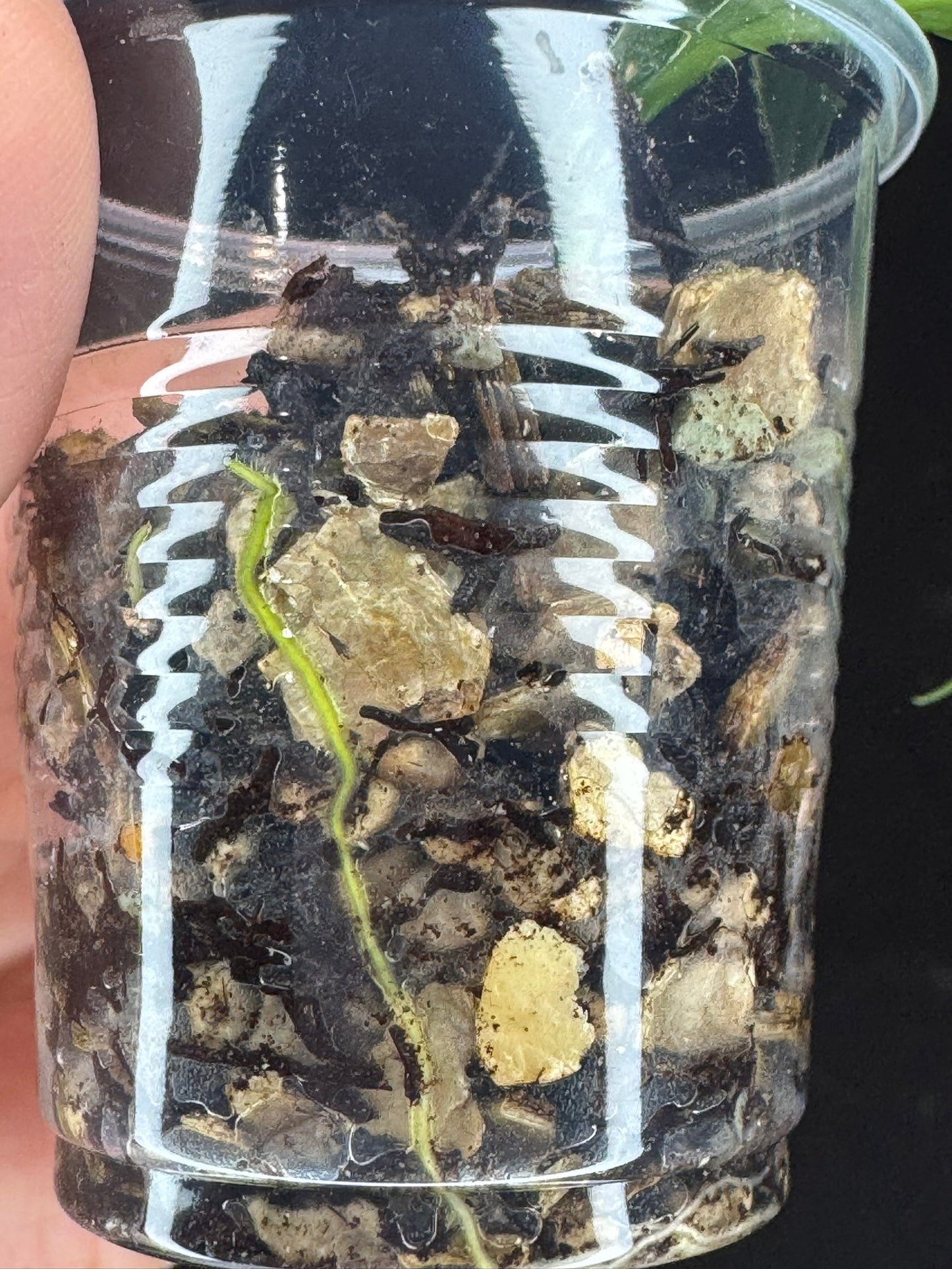 Hoya polyneura Jasminka (albo+splash), rare and beautiful variegation and splash