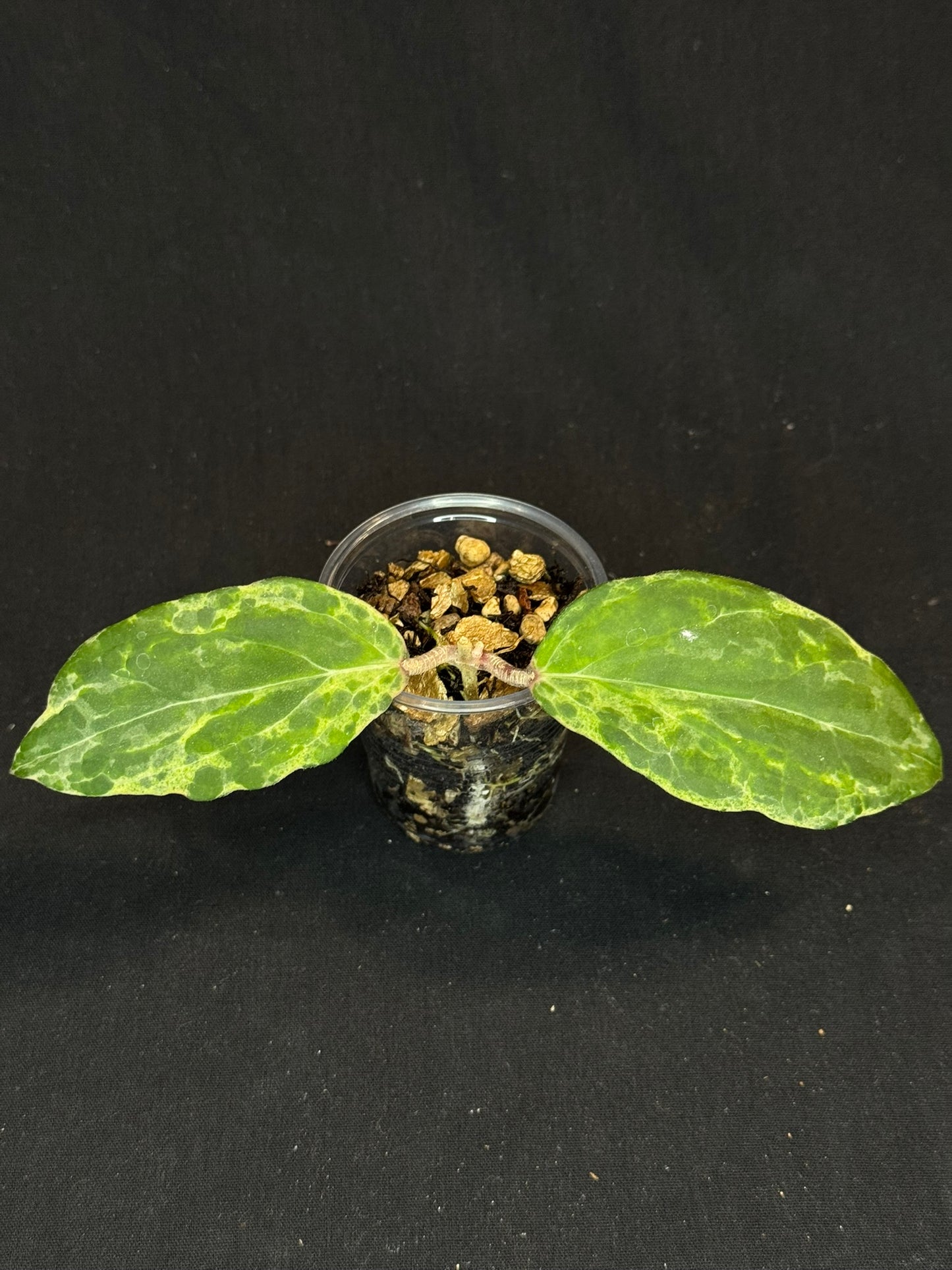 UNICORN🦄! Hoya swiffer's nightmare, nice variegation color, new growth point, super rare (Upgrade Shipping is recommended)