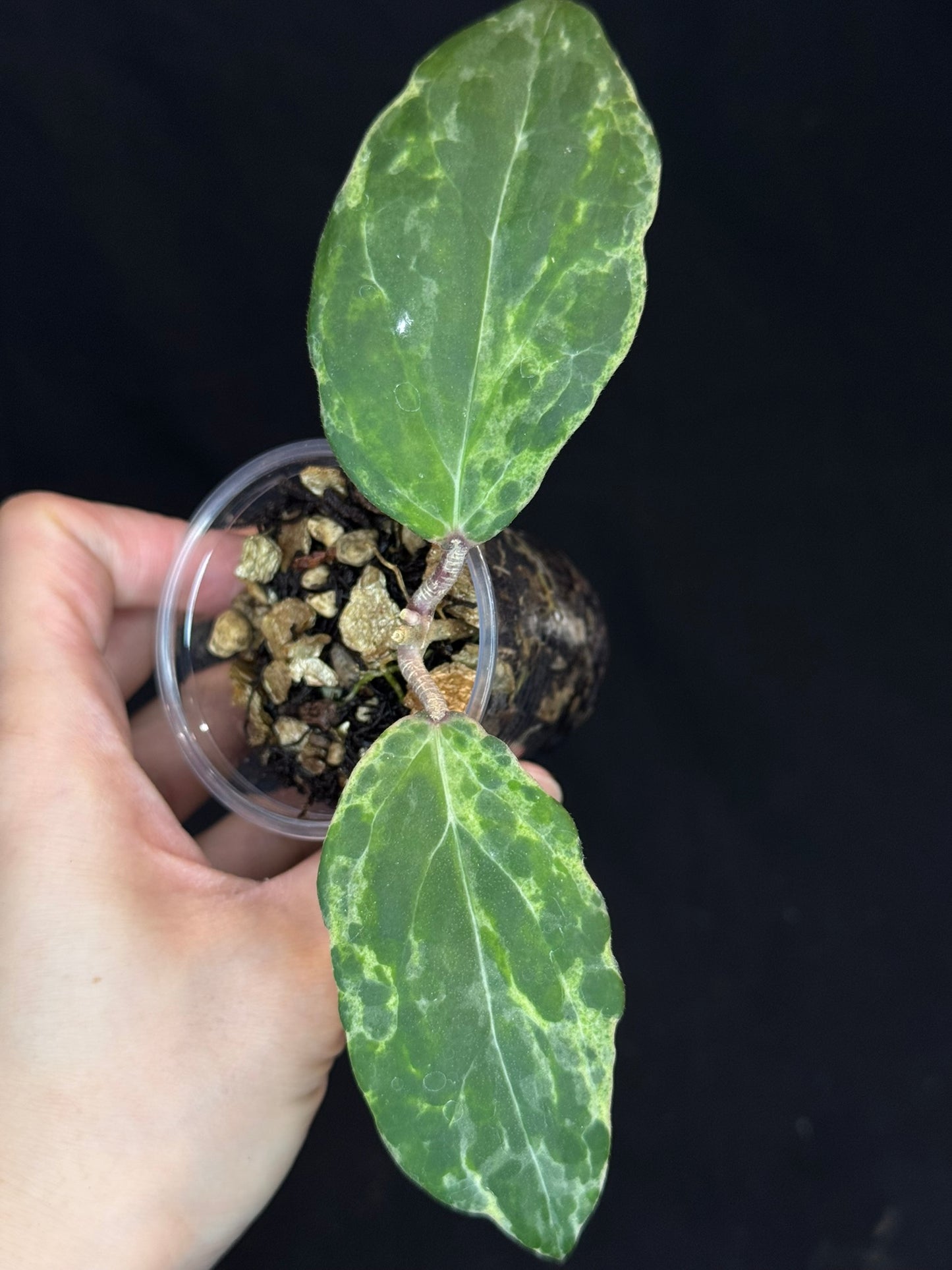 UNICORN🦄! Hoya swiffer's nightmare, nice variegation color, new growth point, super rare (Upgrade Shipping is recommended)