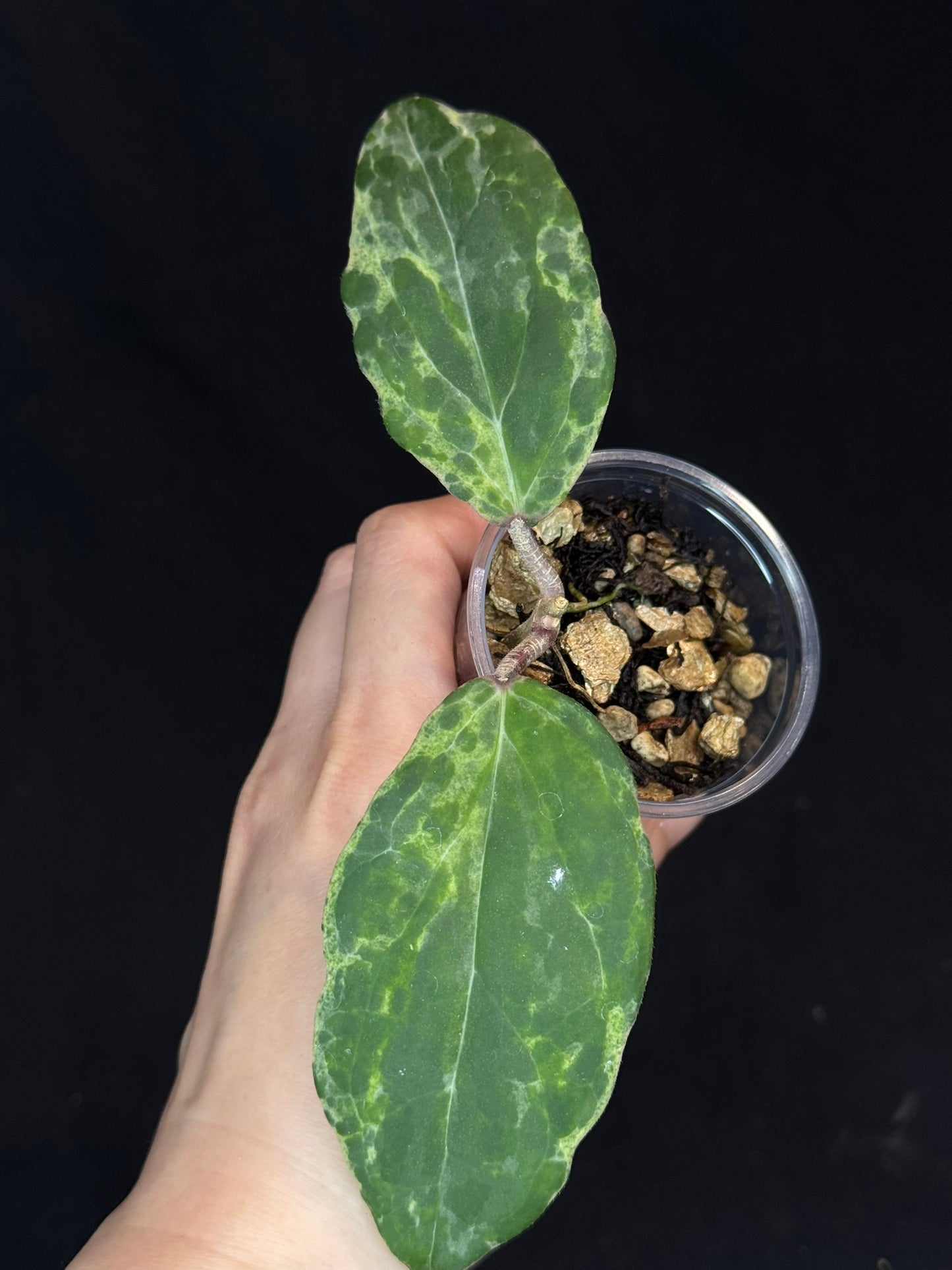 UNICORN🦄! Hoya swiffer's nightmare, nice variegation color, new growth point, super rare (Upgrade Shipping is recommended)