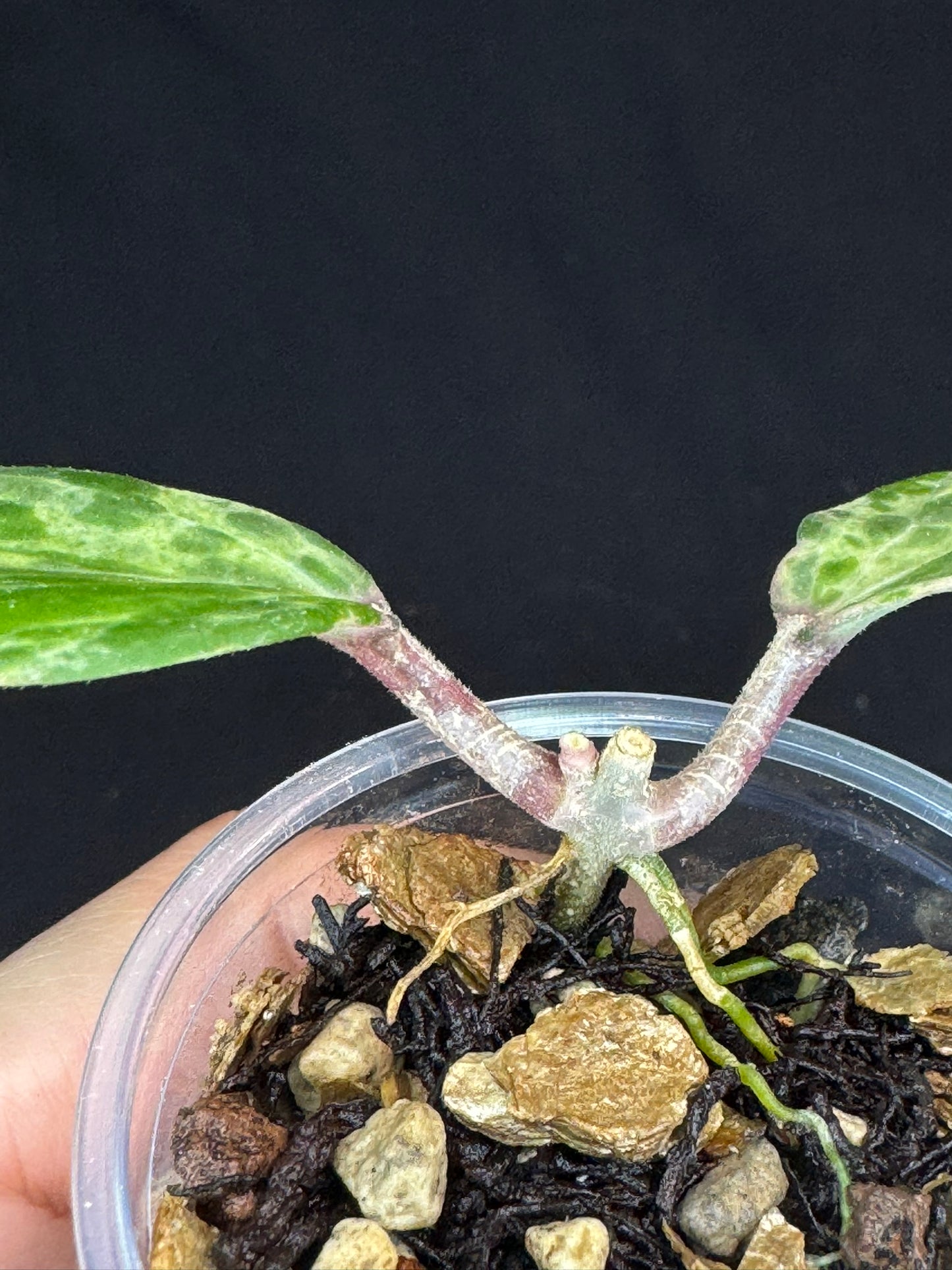 UNICORN🦄! Hoya swiffer's nightmare, nice variegation color, new growth point, super rare (Upgrade Shipping is recommended)