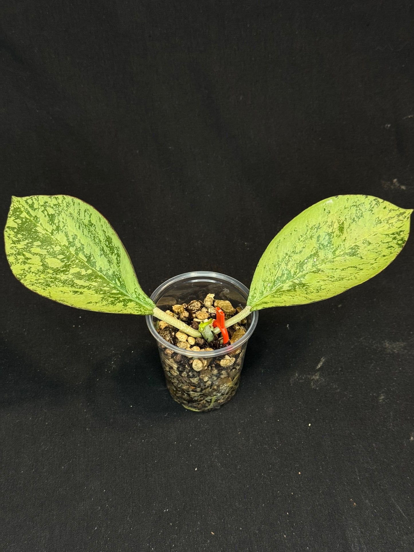 Hoya Patcharawalai 023 Silver/splash, attracting silver leaves, rare hoya