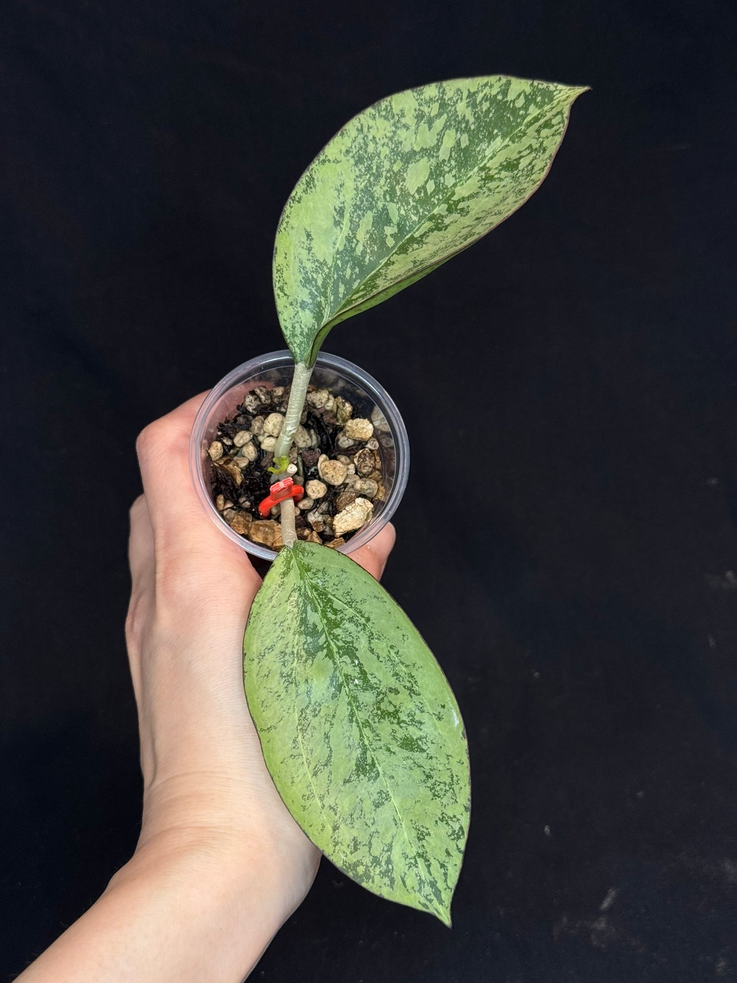 Hoya Patcharawalai 023 Silver/splash, attracting silver leaves, rare hoya