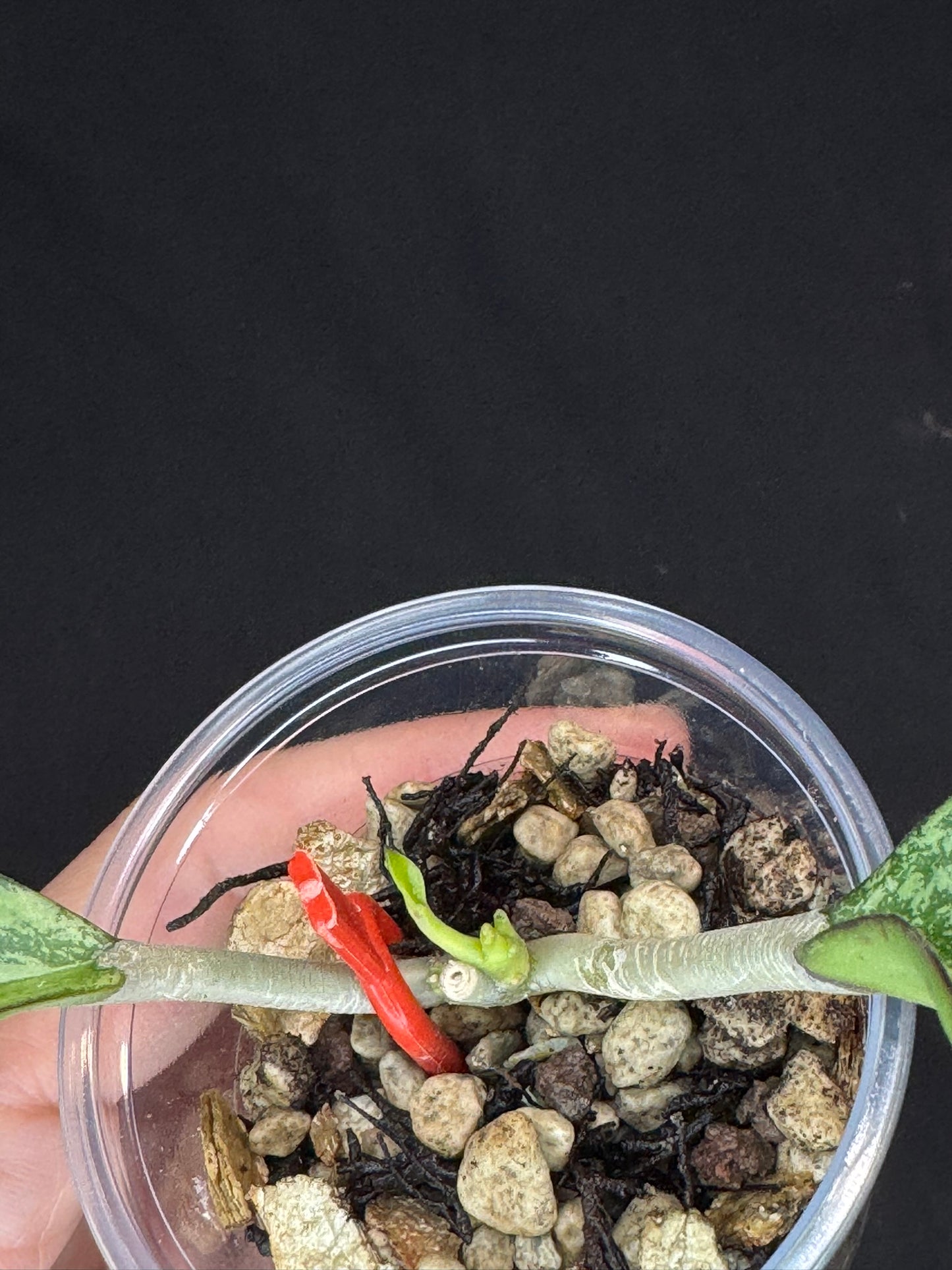 Hoya Patcharawalai 023 Silver/splash, attracting silver leaves, rare hoya