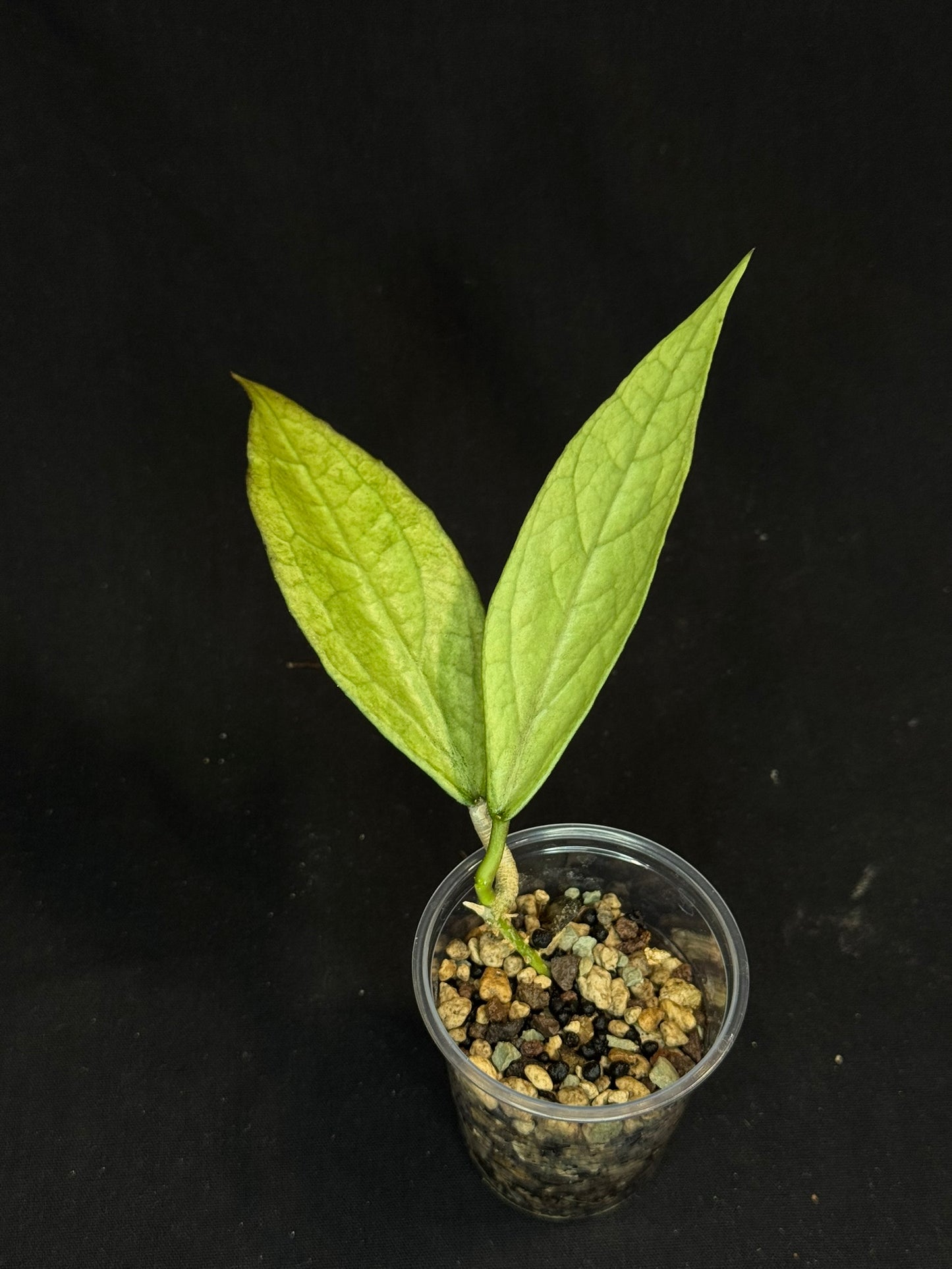 UNICORN🦄! Hoya germany silver, silvery light green leaves with new growth, rare