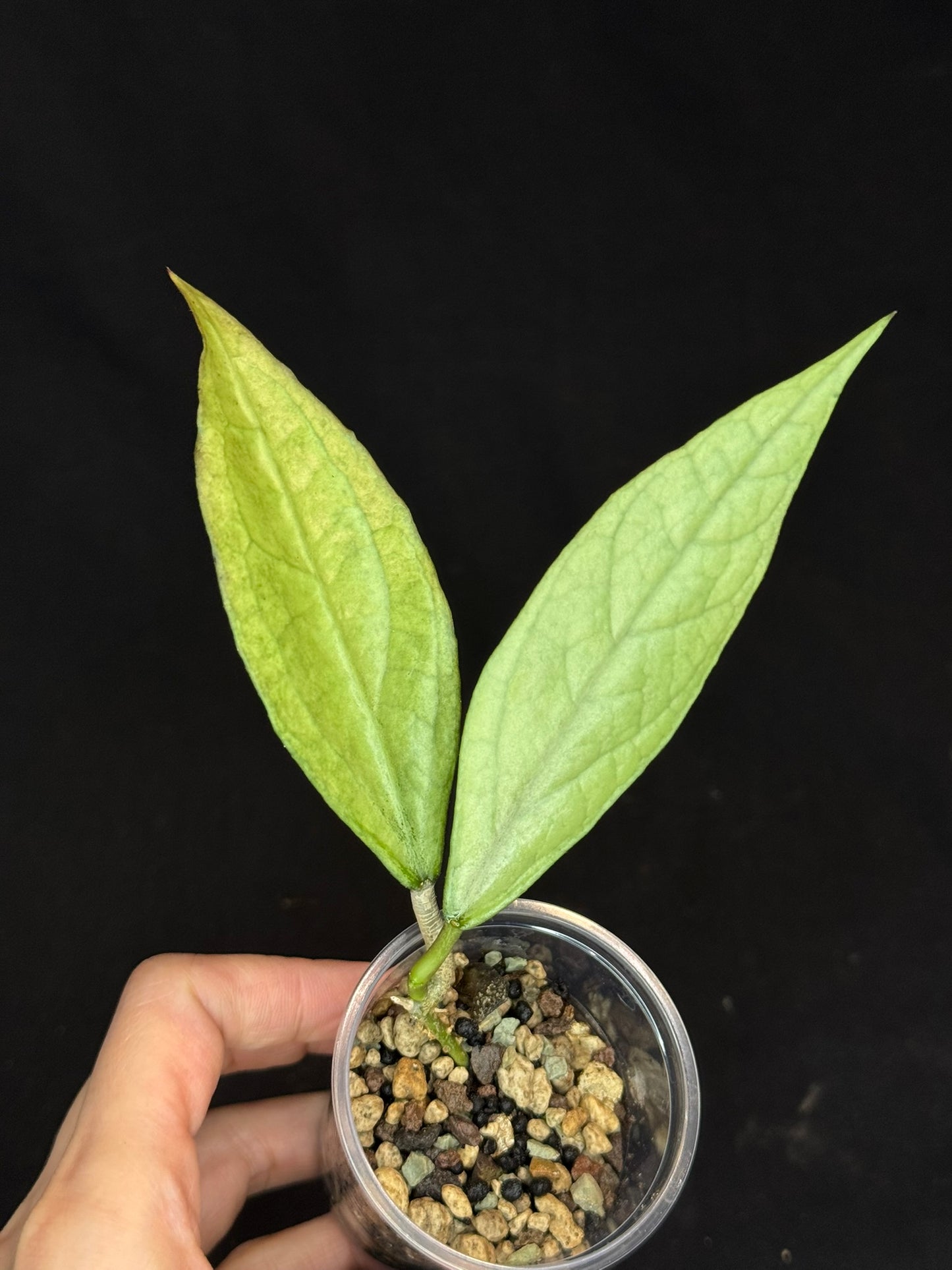 UNICORN🦄! Hoya germany silver, silvery light green leaves with new growth, rare