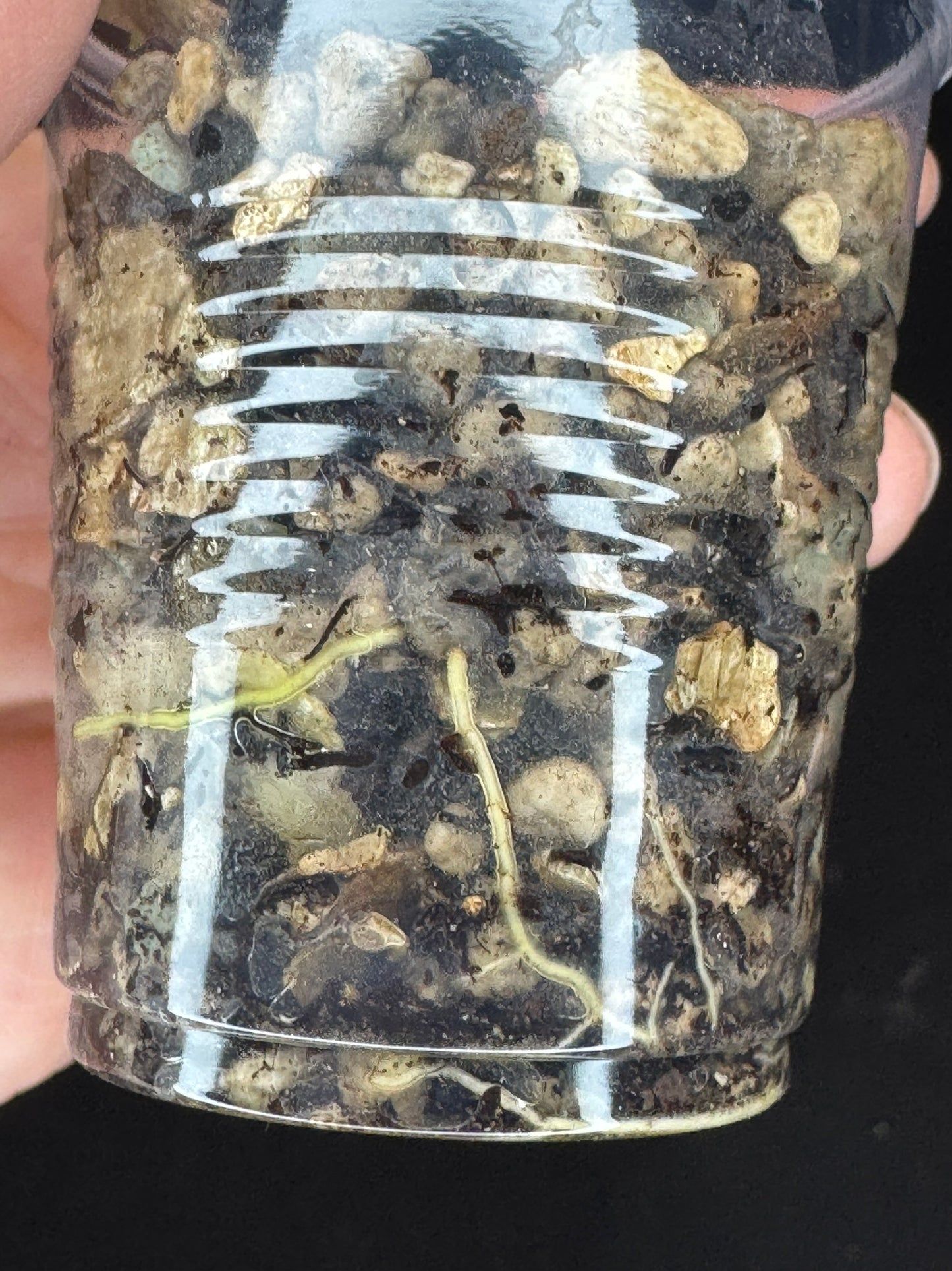 UNICORN🦄! Hoya germany silver, silvery light green leaves with new growth, rare