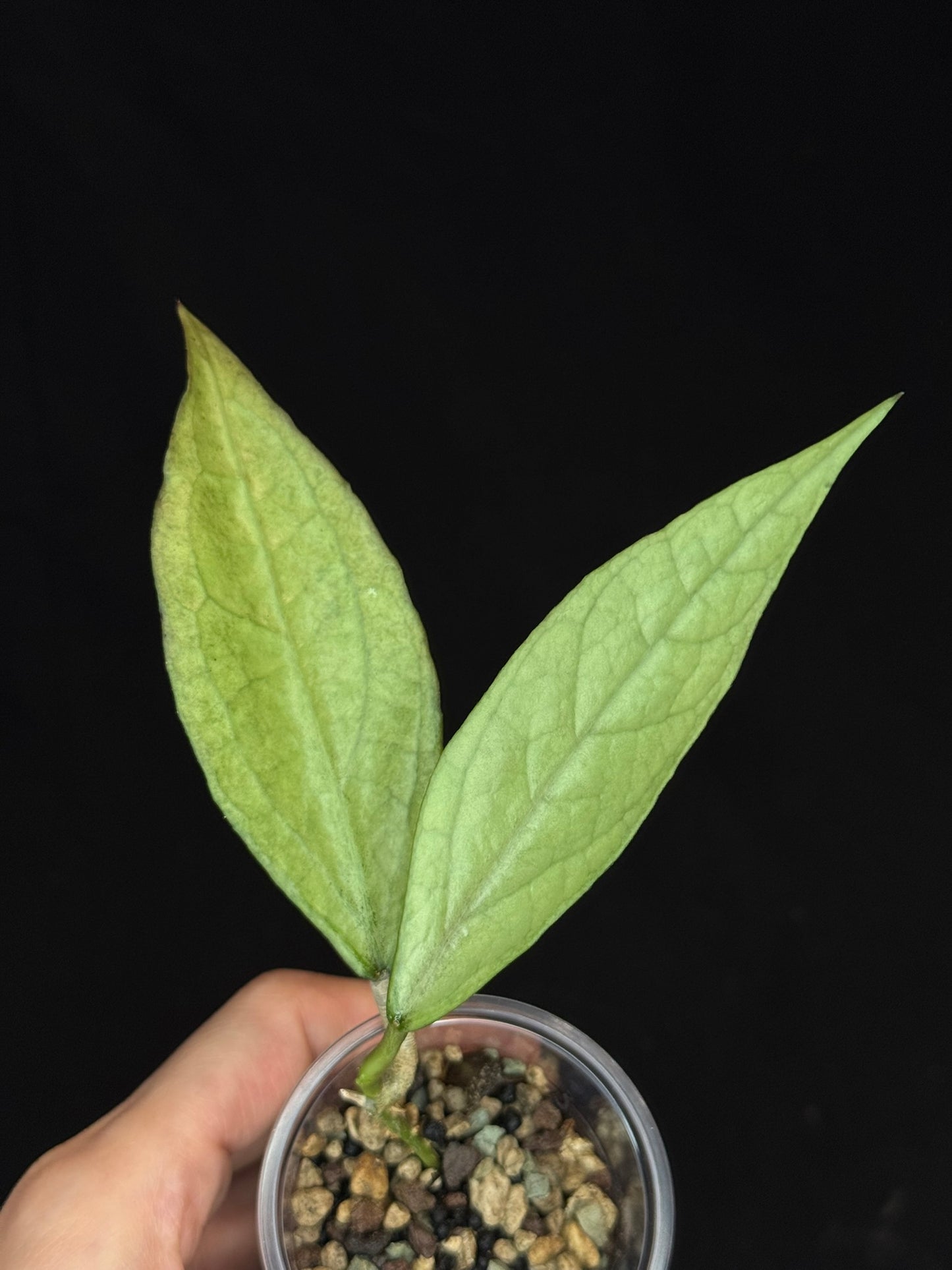 UNICORN🦄! Hoya germany silver, silvery light green leaves with new growth, rare