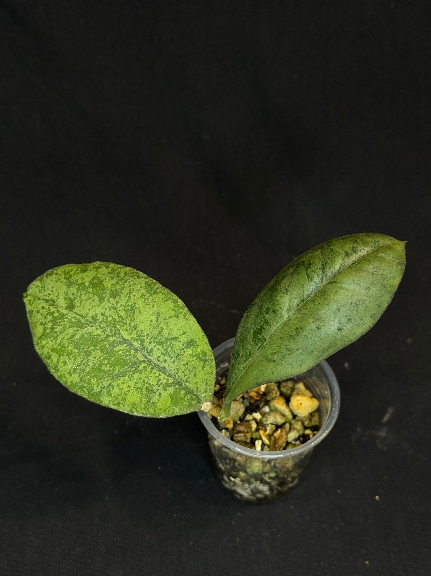 Hoya forbesii silver, perfect silver leaves, rare
