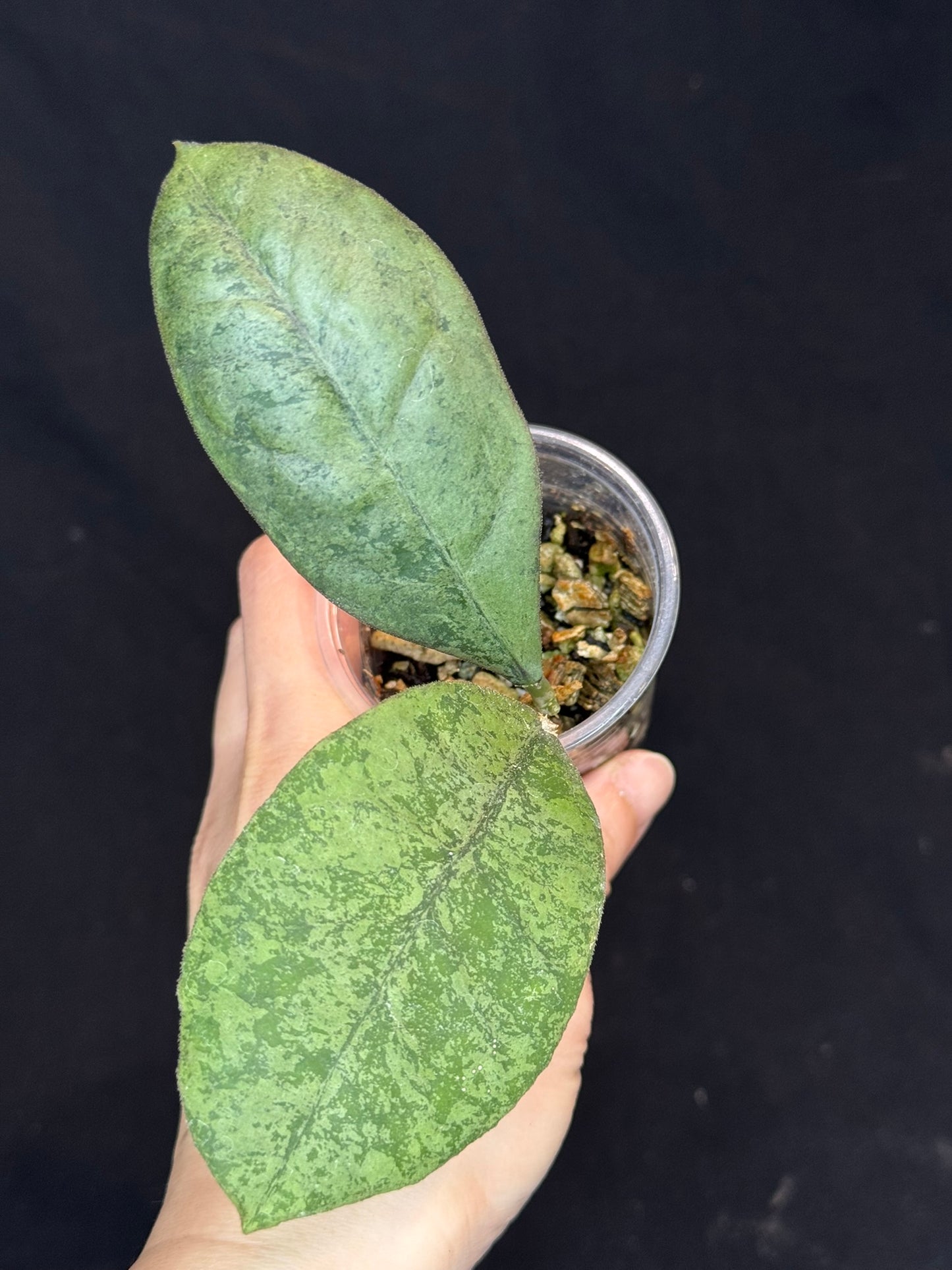 Hoya forbesii silver, perfect silver leaves, rare