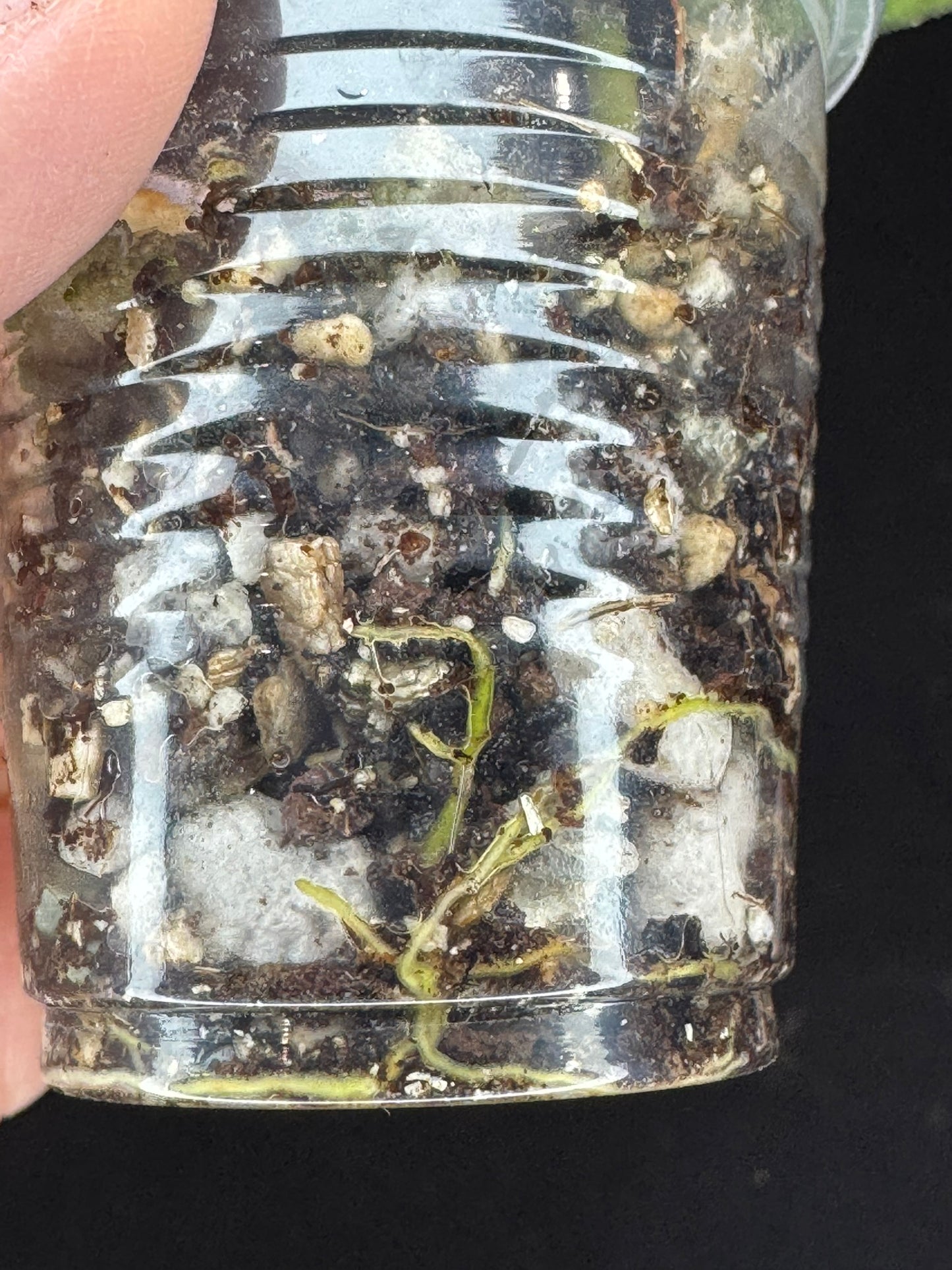 Hoya forbesii silver, perfect silver leaves, rare