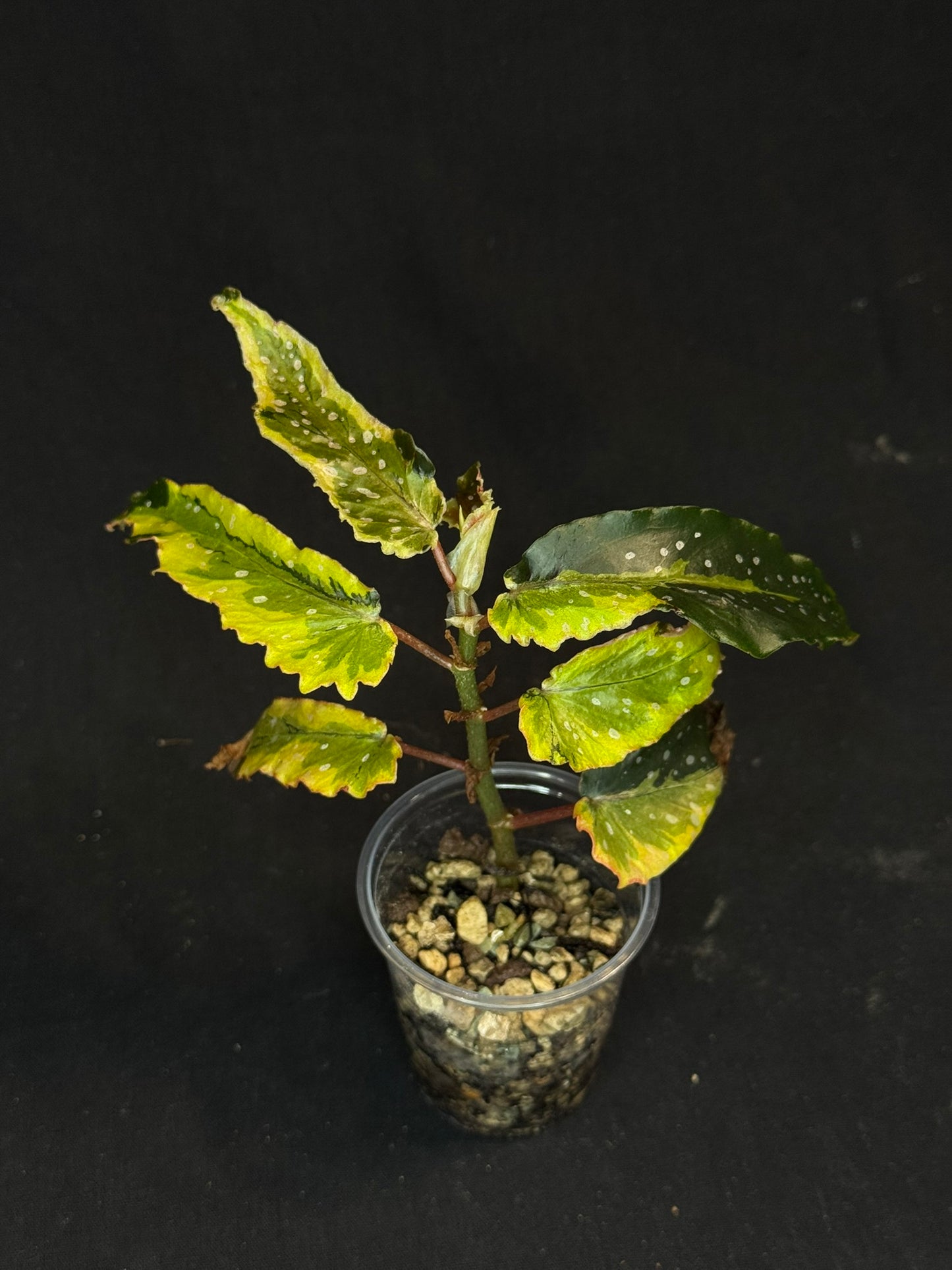 Begonia Plant 'Dainty Spary' Variegated, rare