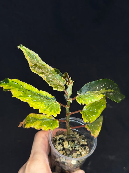 Begonia Plant 'Dainty Spary' Variegated, rare