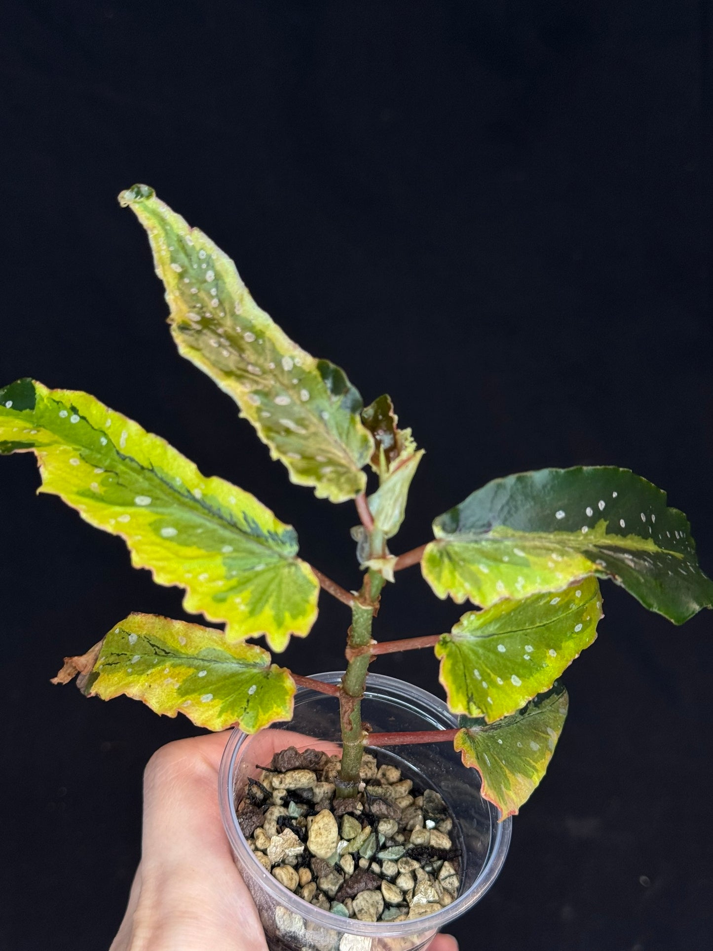 Begonia Plant 'Dainty Spary' Variegated, rare