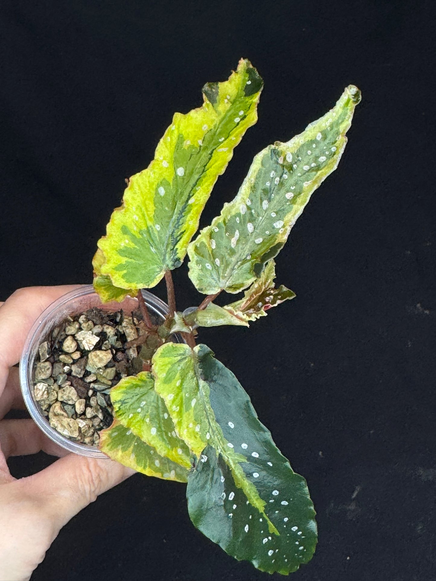 Begonia Plant 'Dainty Spary' Variegated, rare