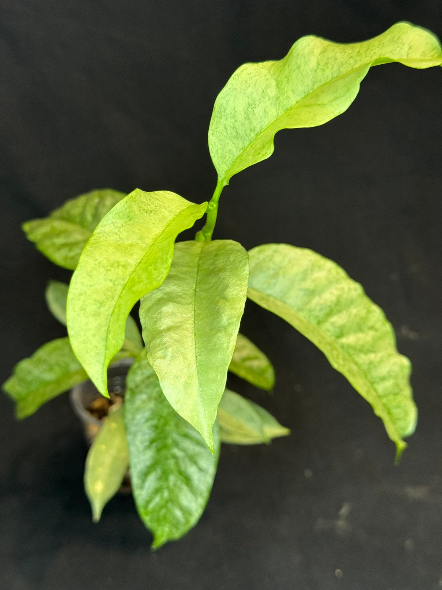 Hoya multiflora silver 'Wonder Phil', silver leaves, active growth, well-rooted