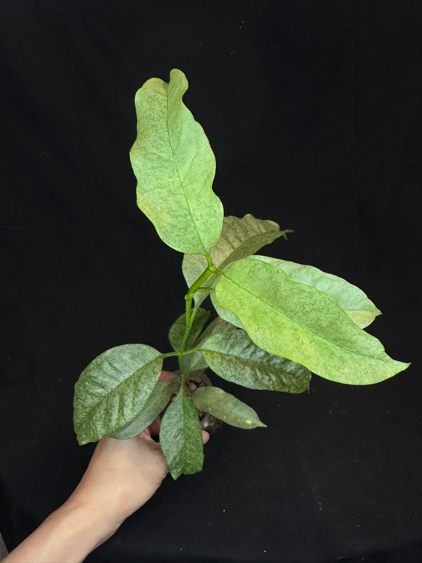 Hoya multiflora silver 'Wonder Phil', silver leaves, active growth, well-rooted