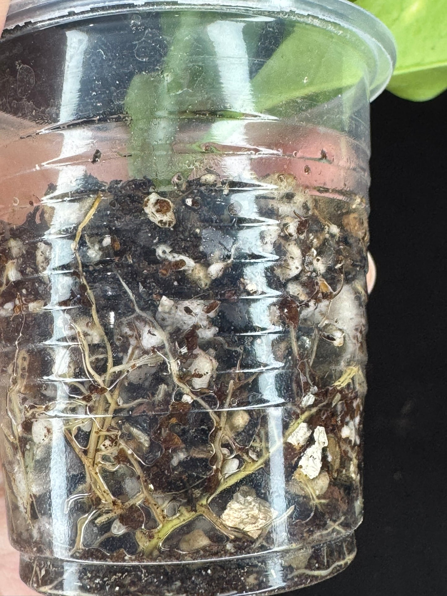 Hoya multiflora silver 'Wonder Phil', silver leaves, active growth, well-rooted