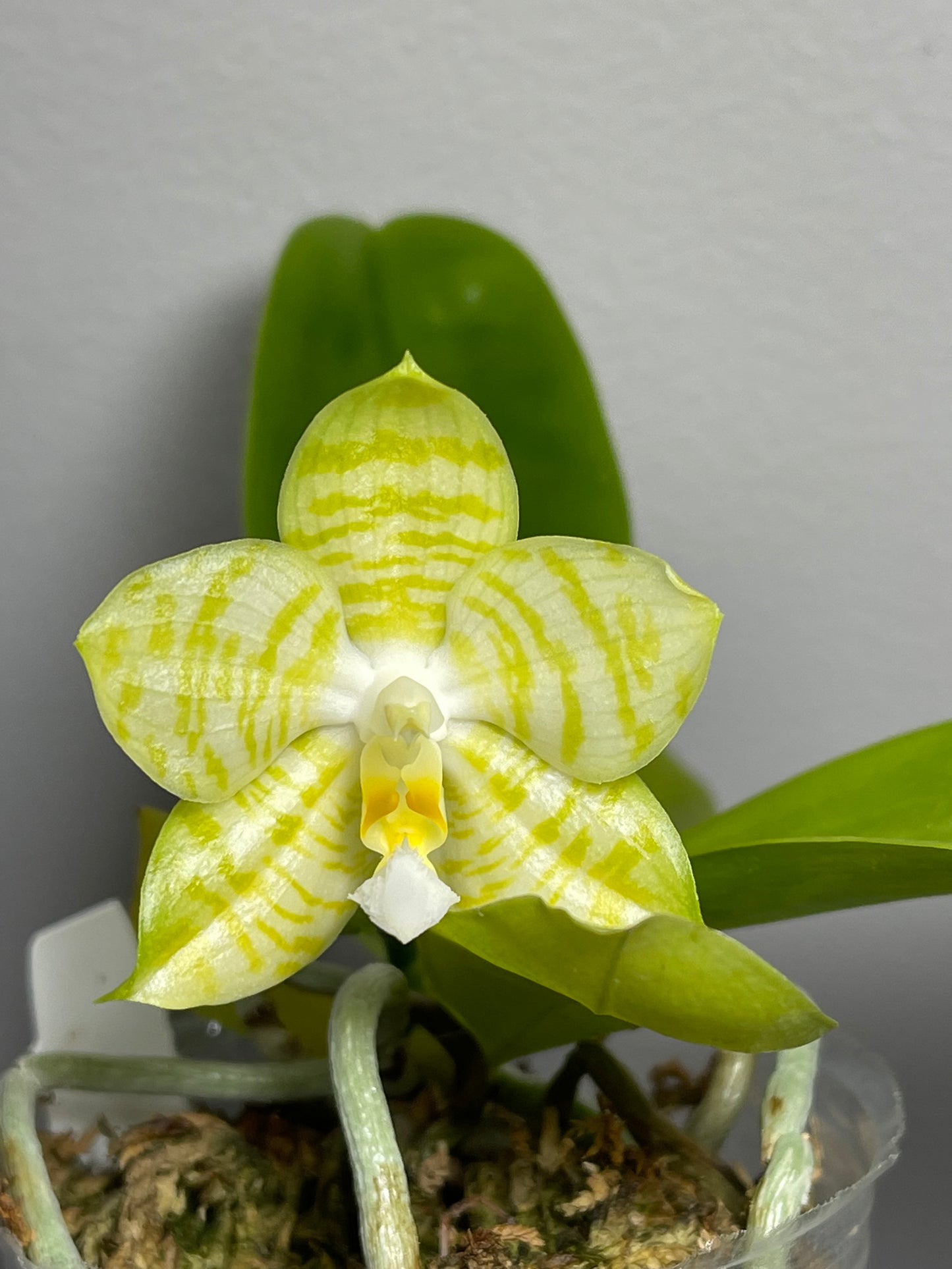 Phal Mituo Golden Tiger 'White Tiger'