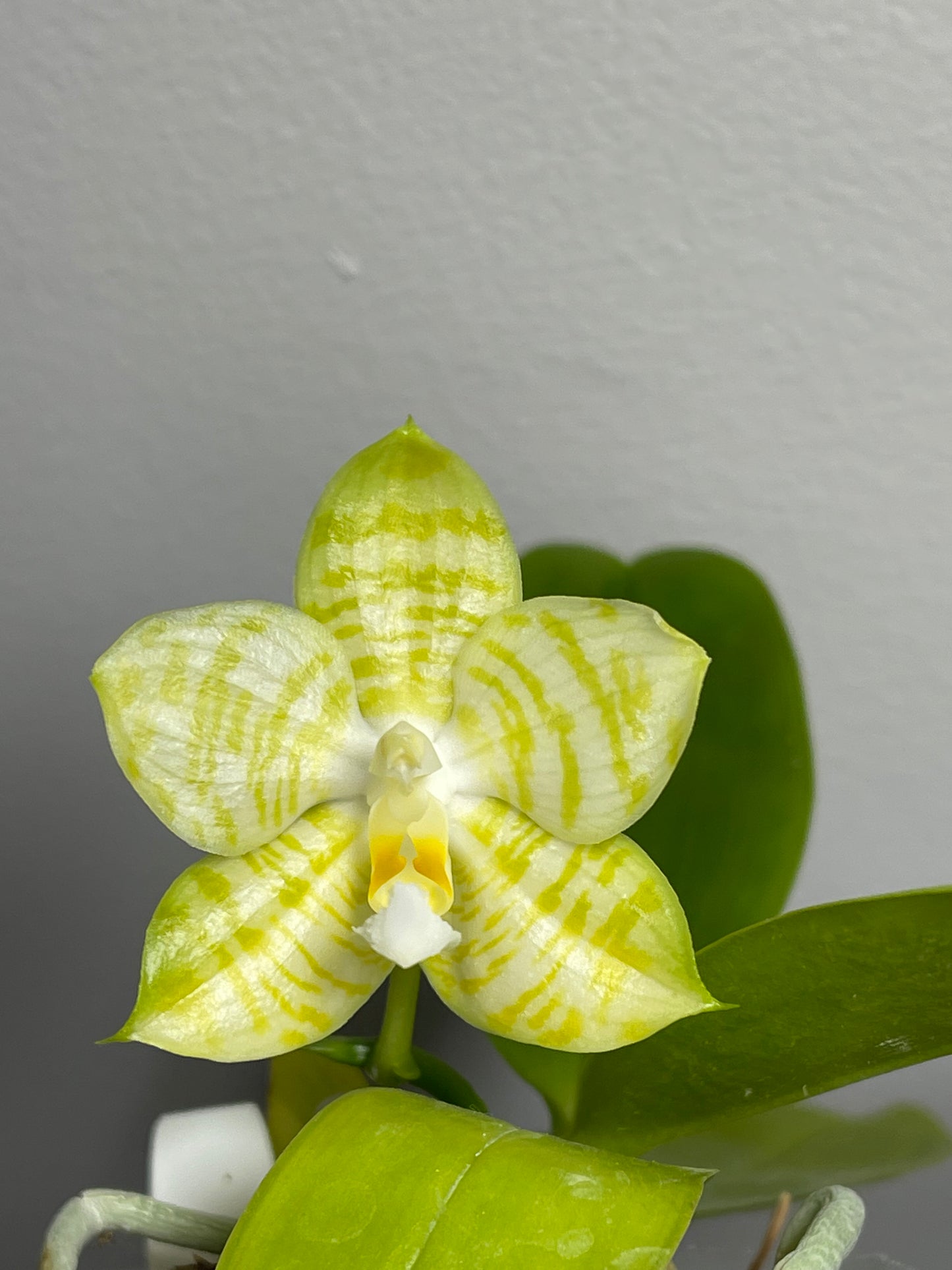 Phal Mituo Golden Tiger 'White Tiger'