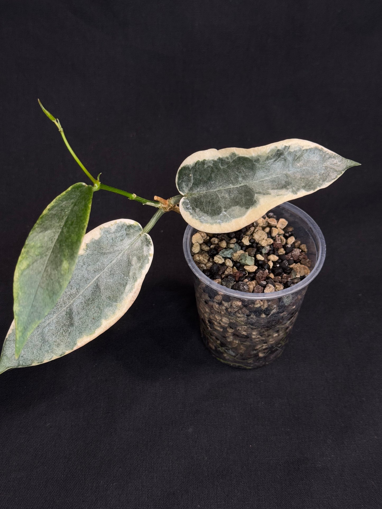 hoya archboldiana albomarginata, speical leaves