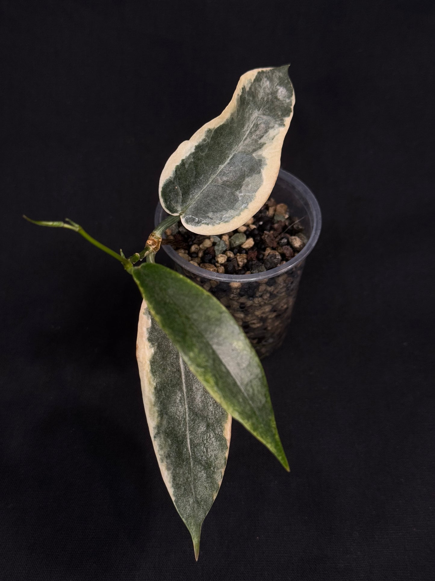 hoya archboldiana albomarginata, speical leaves