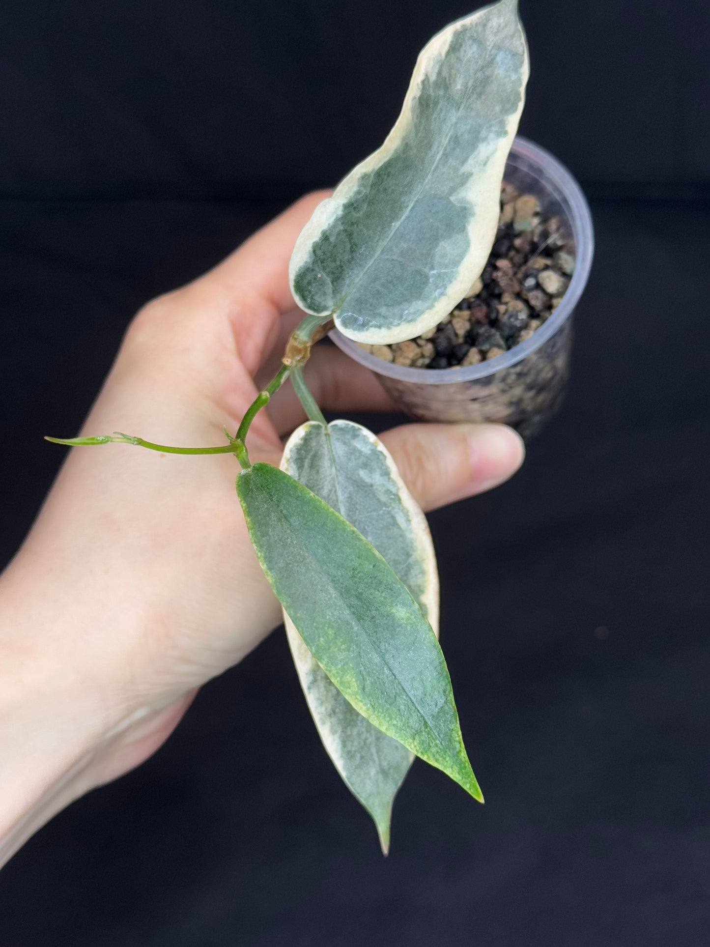 hoya archboldiana albomarginata, speical leaves