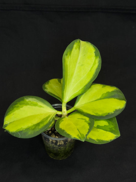 Hoya pachyclada variegata (inner), nice variegation