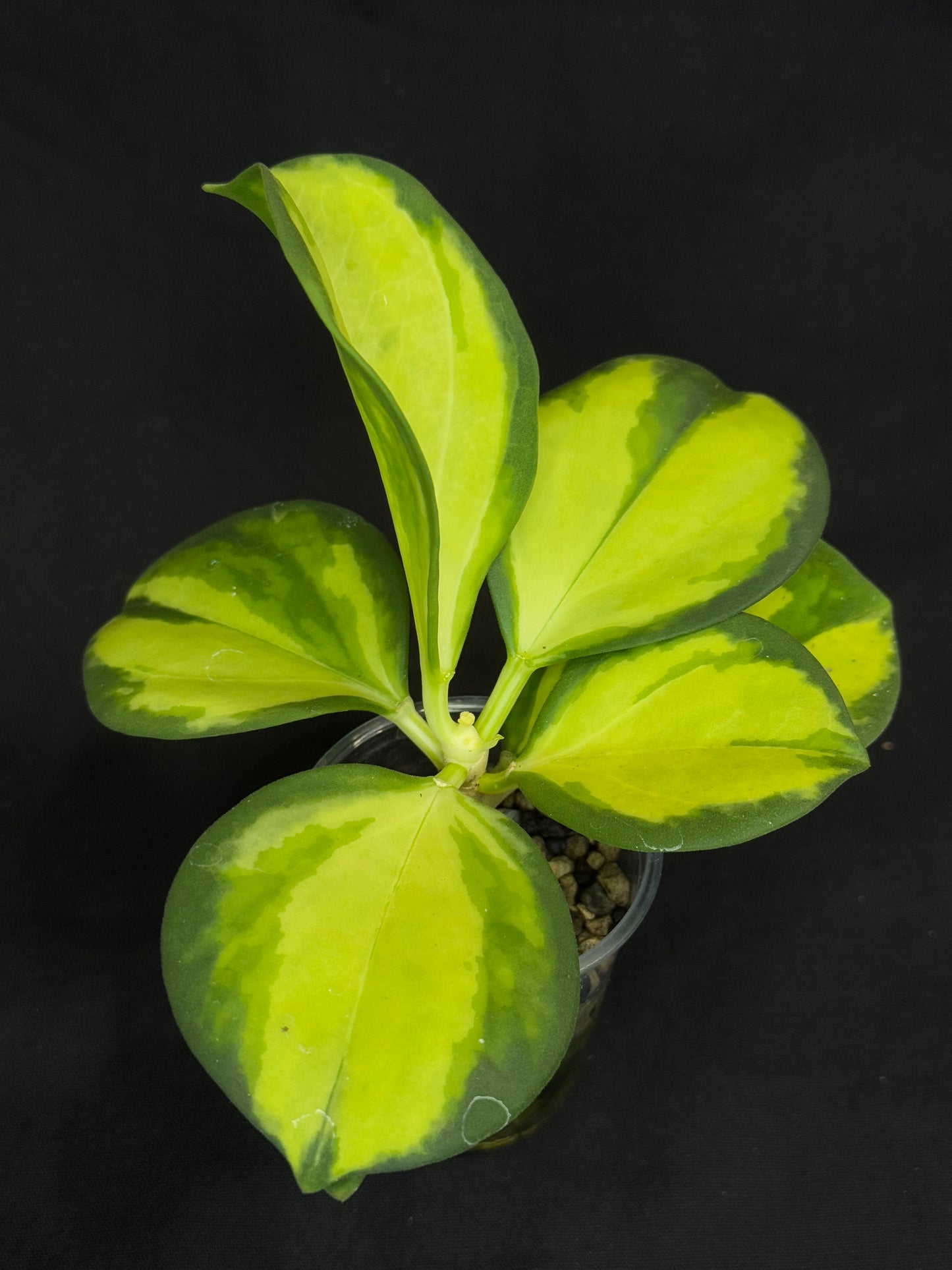 Hoya pachyclada variegata (inner), nice variegation