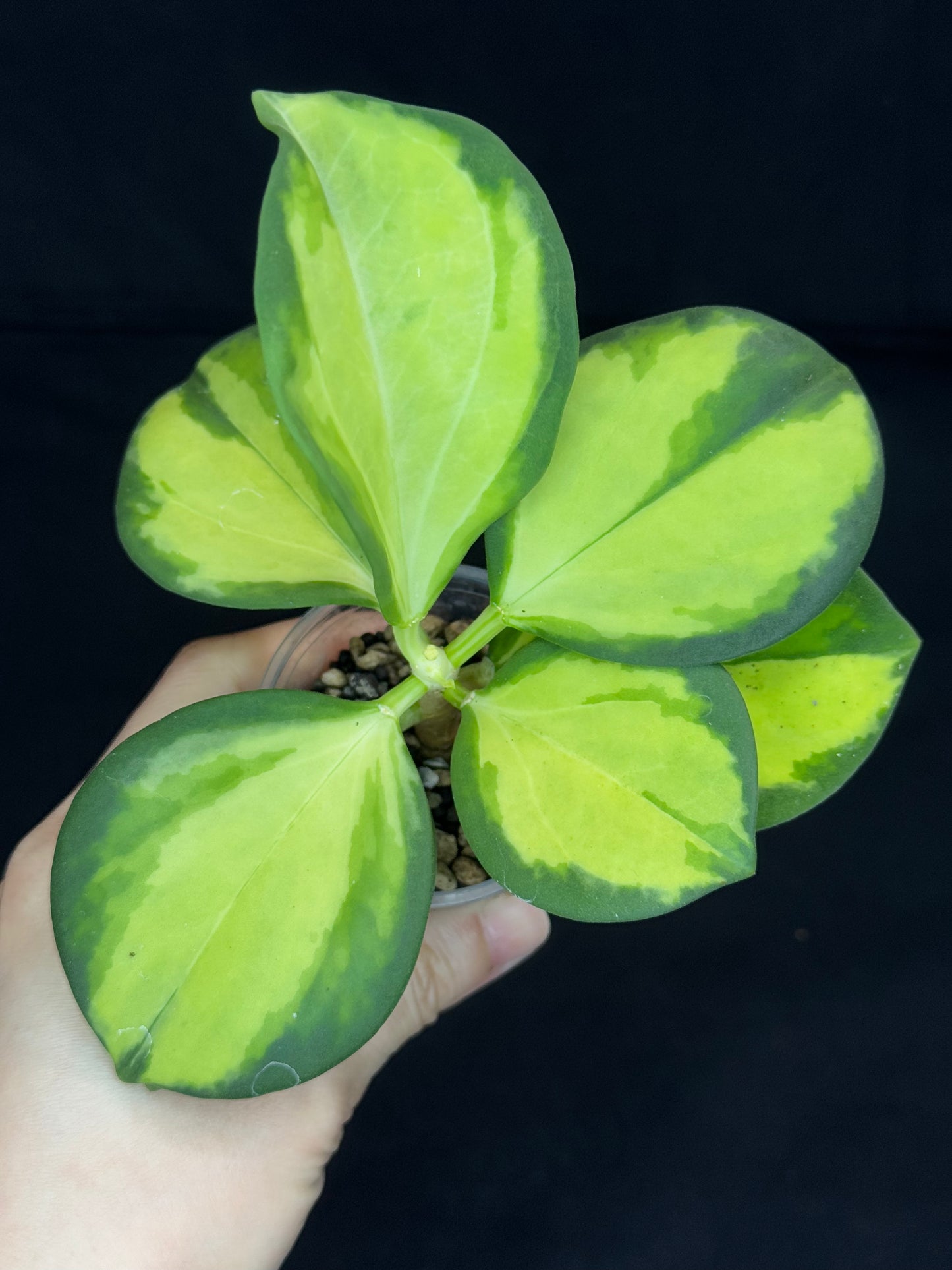 Hoya pachyclada variegata (inner), nice variegation