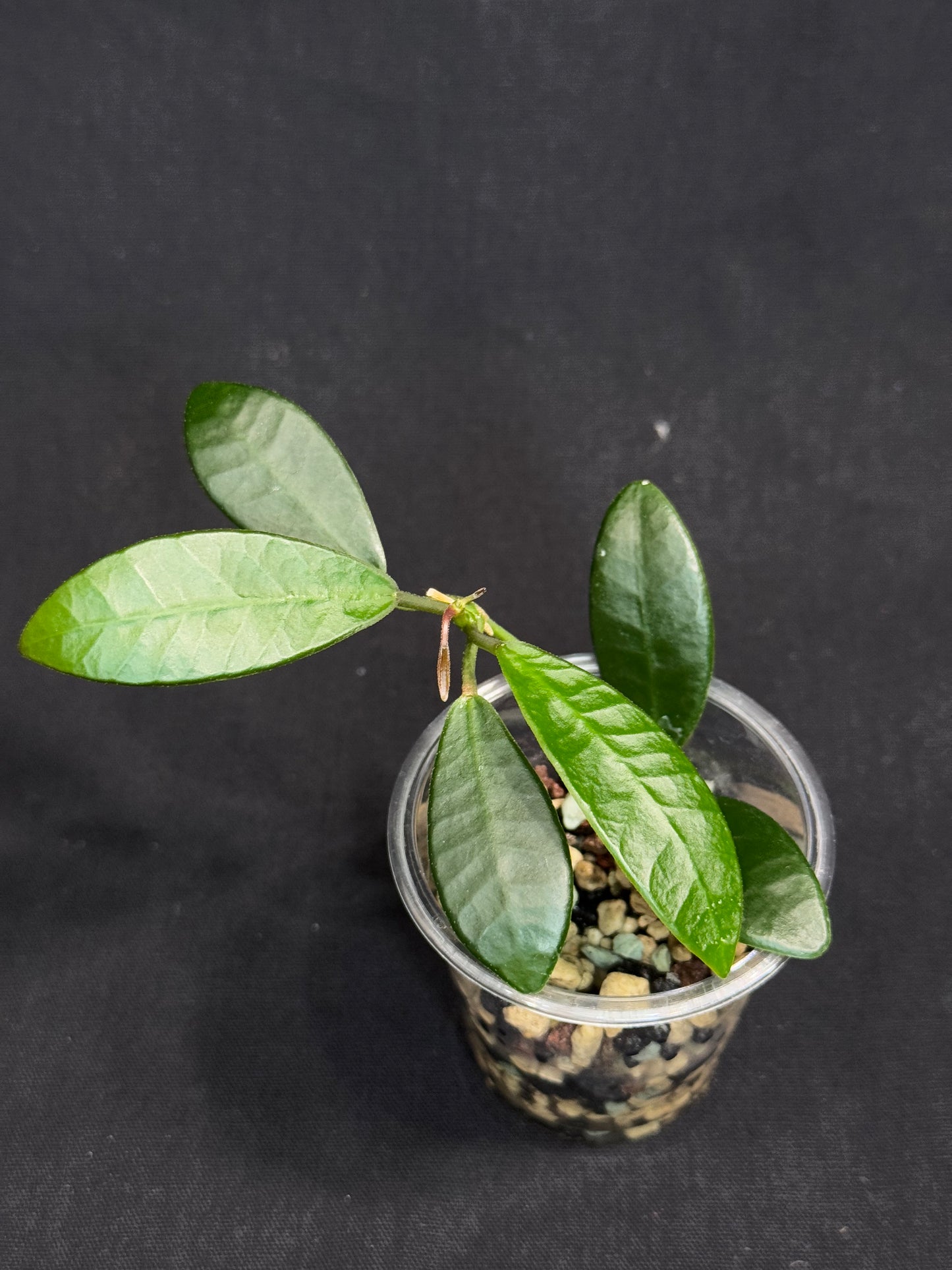 Hoya Apoensis, dark thick with exaggerated veins