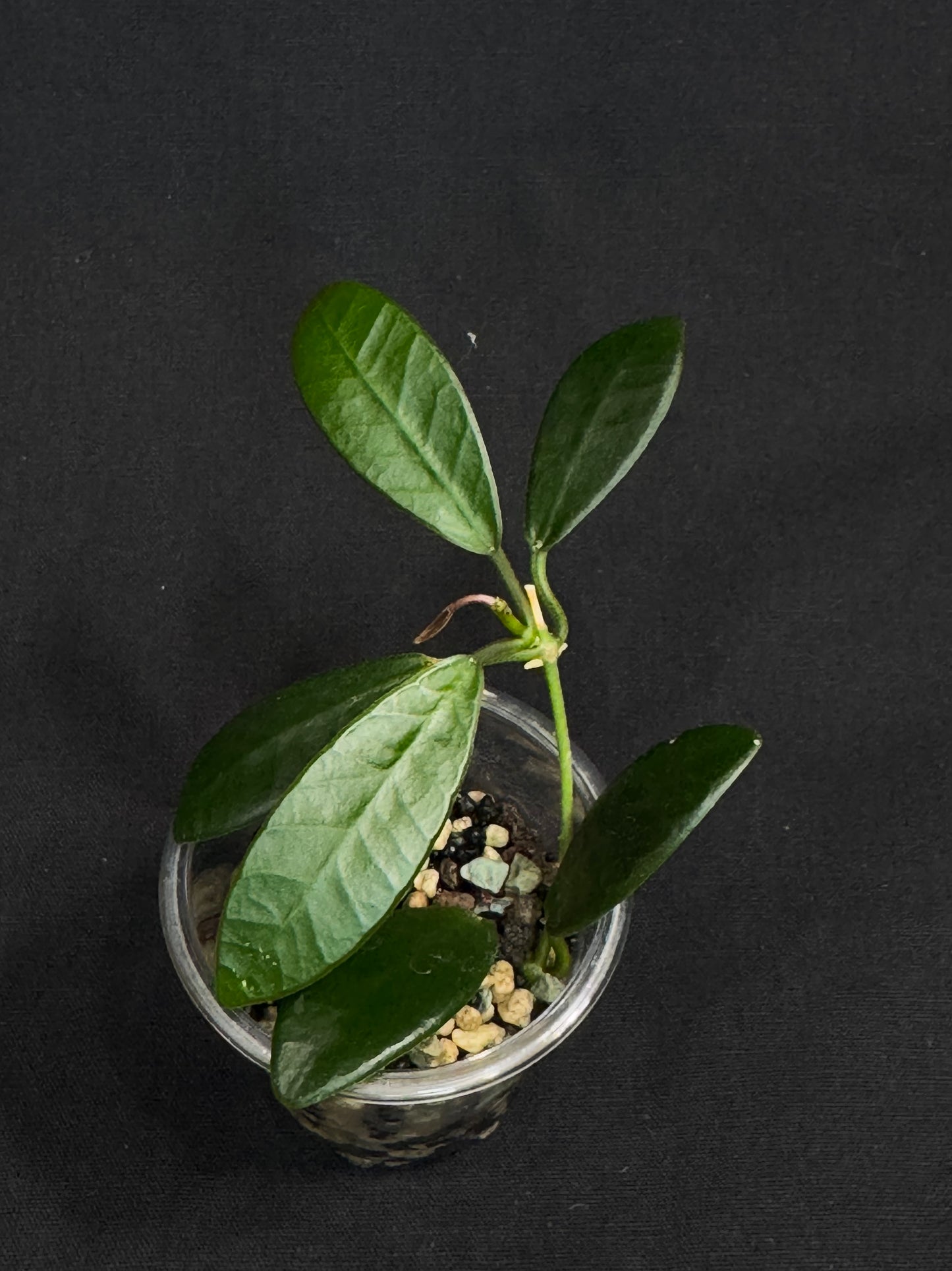 Hoya Apoensis, dark thick with exaggerated veins