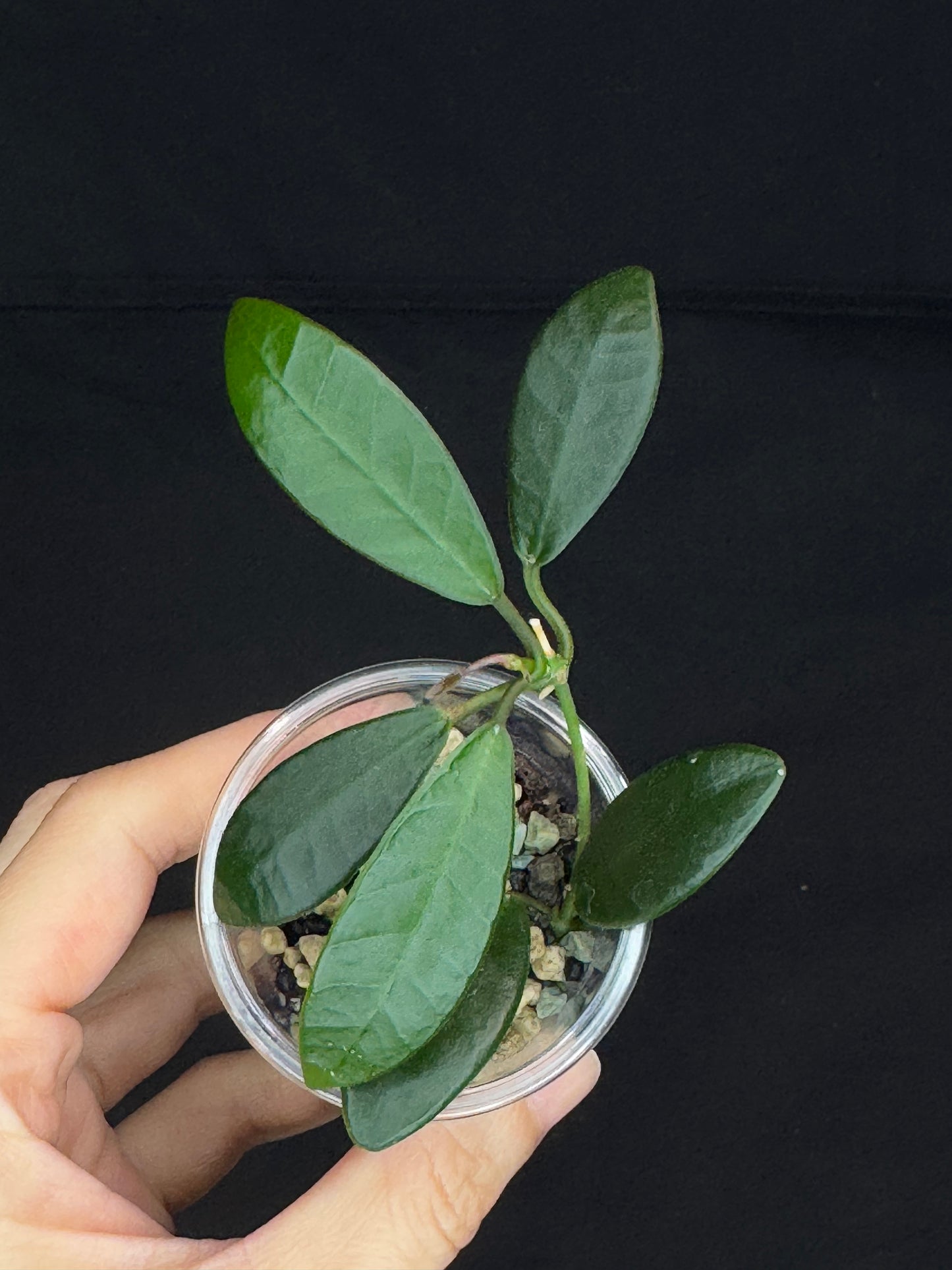 Hoya Apoensis, dark thick with exaggerated veins